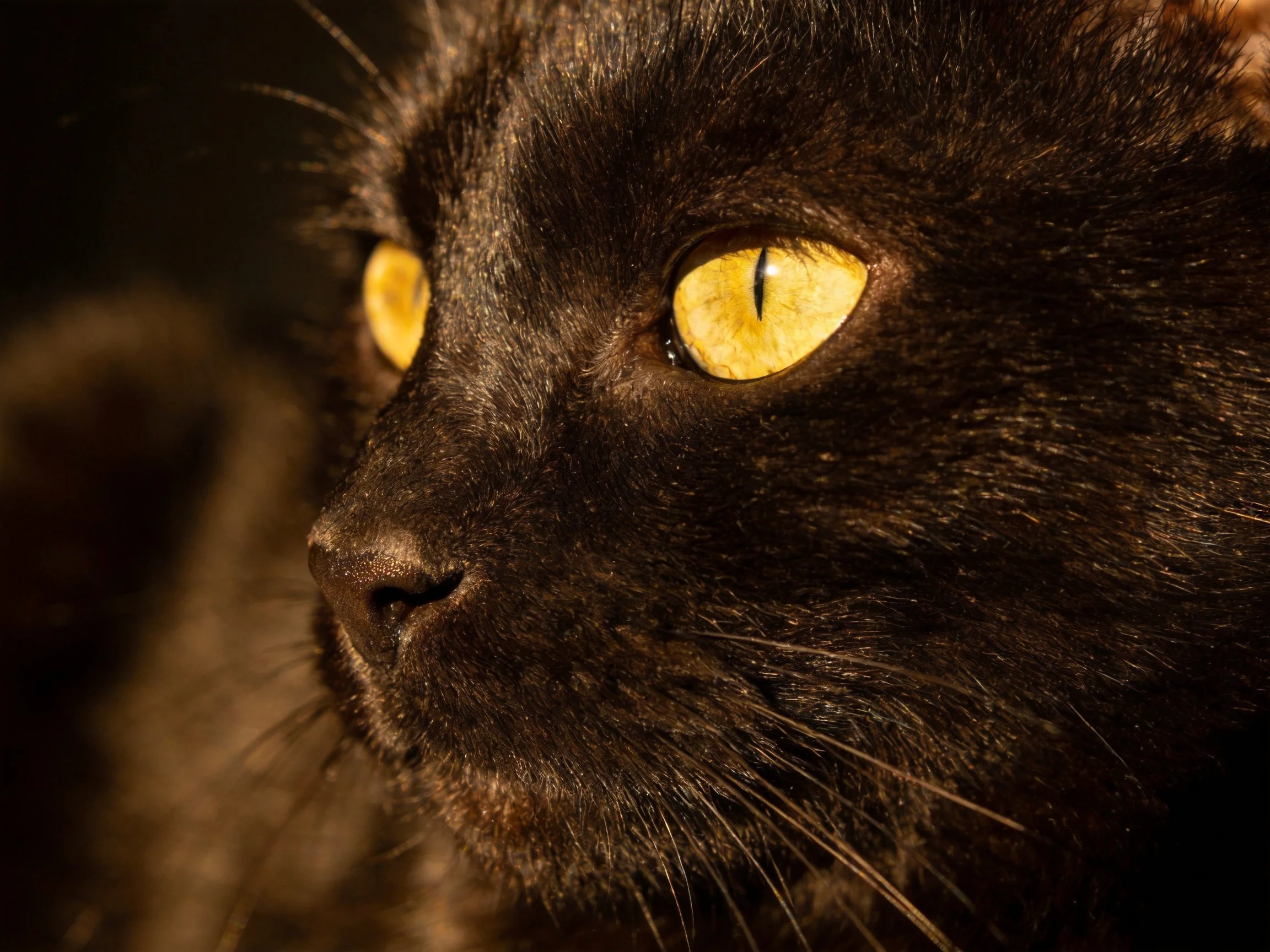 A sleek black cat gazes intently with bright yellow eyes.