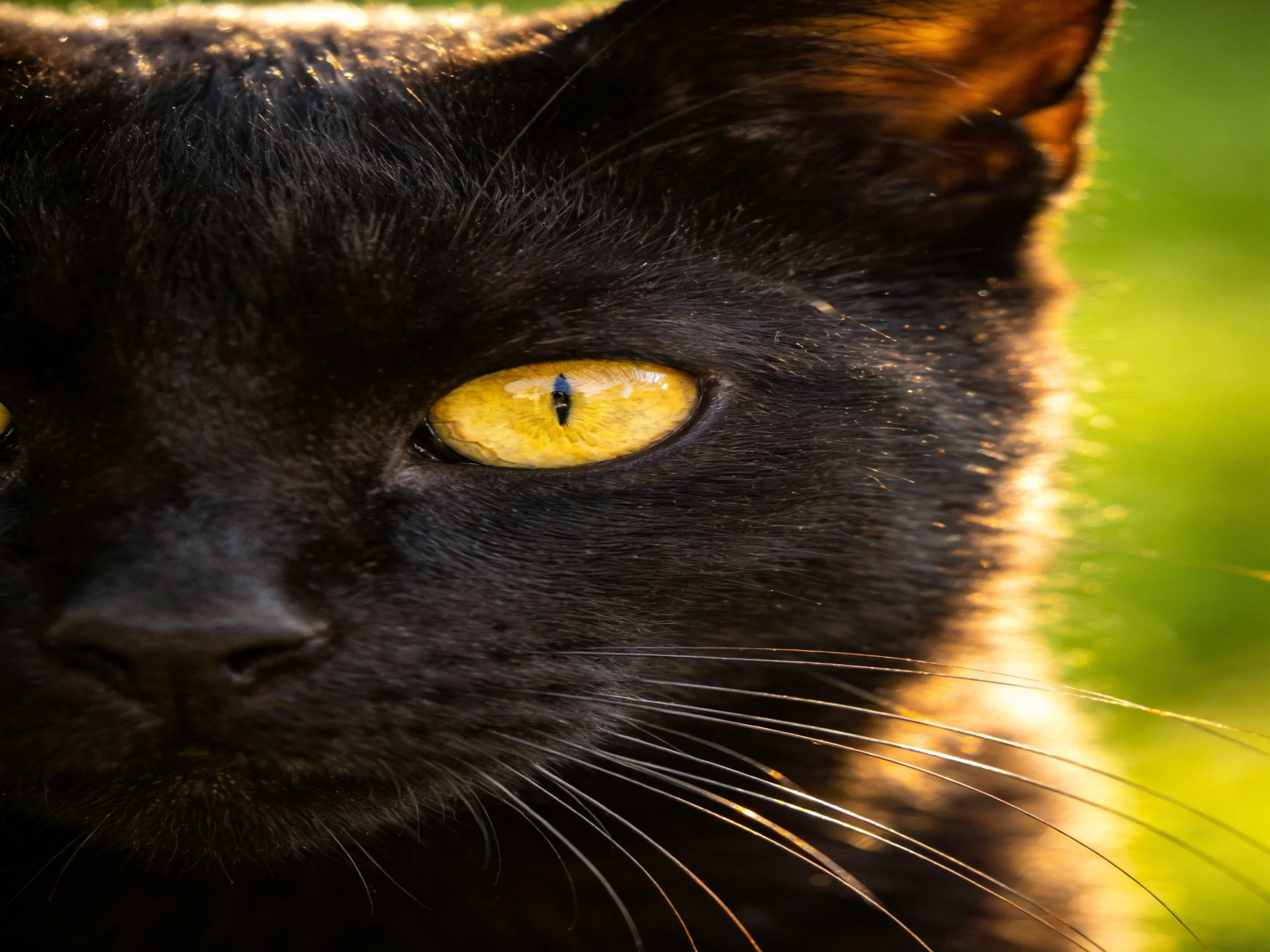 A close - up focuses on a sleek black cat with bright yellow eyes.