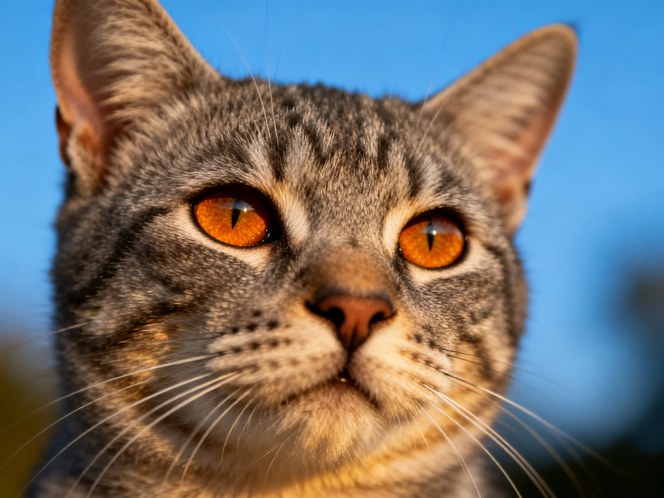 A close - up of a tabby cat with amber eyes against a clear blue sky