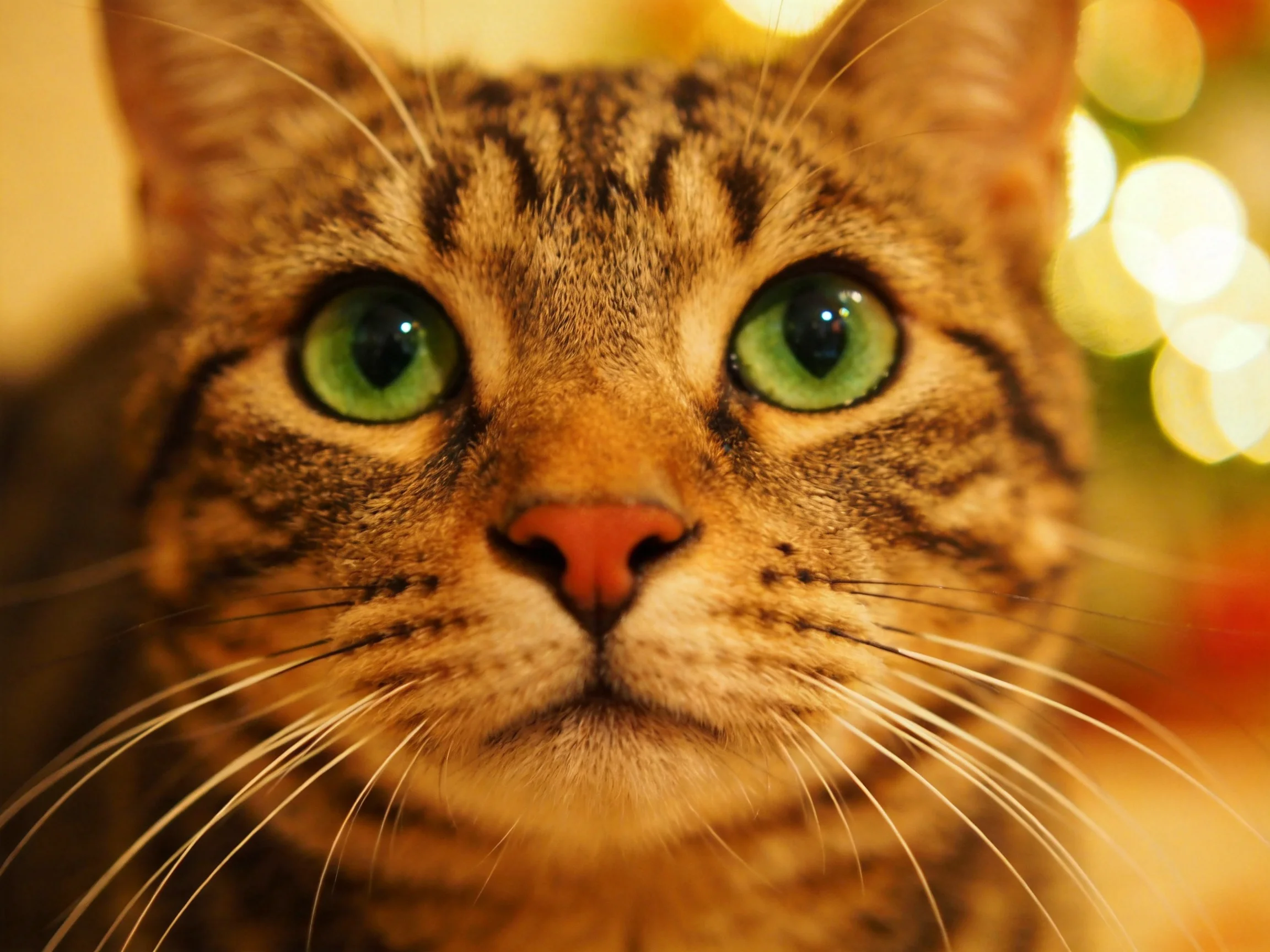 A tabby cat with striking green eyes is featured in a close - up photograph.