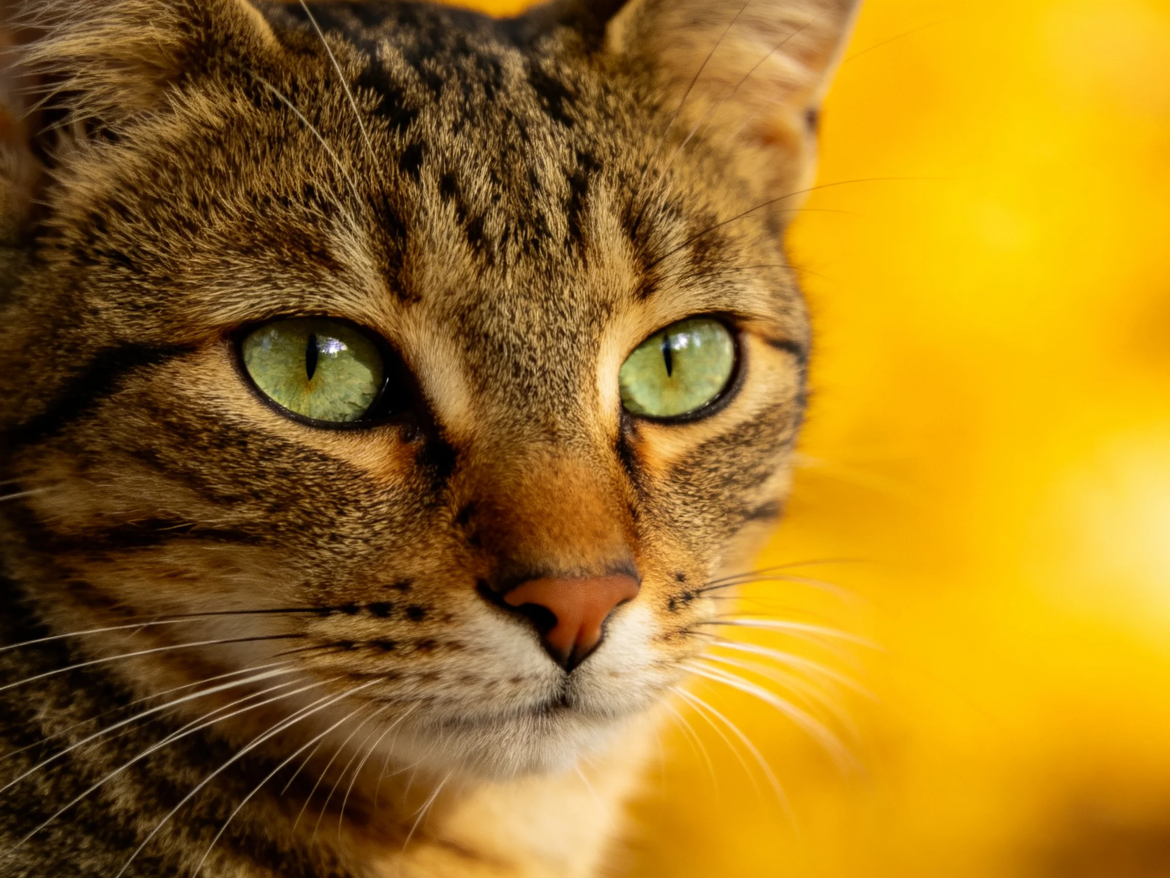 A close - up shows a tabby cat with striking green eyes against a warm, golden background.