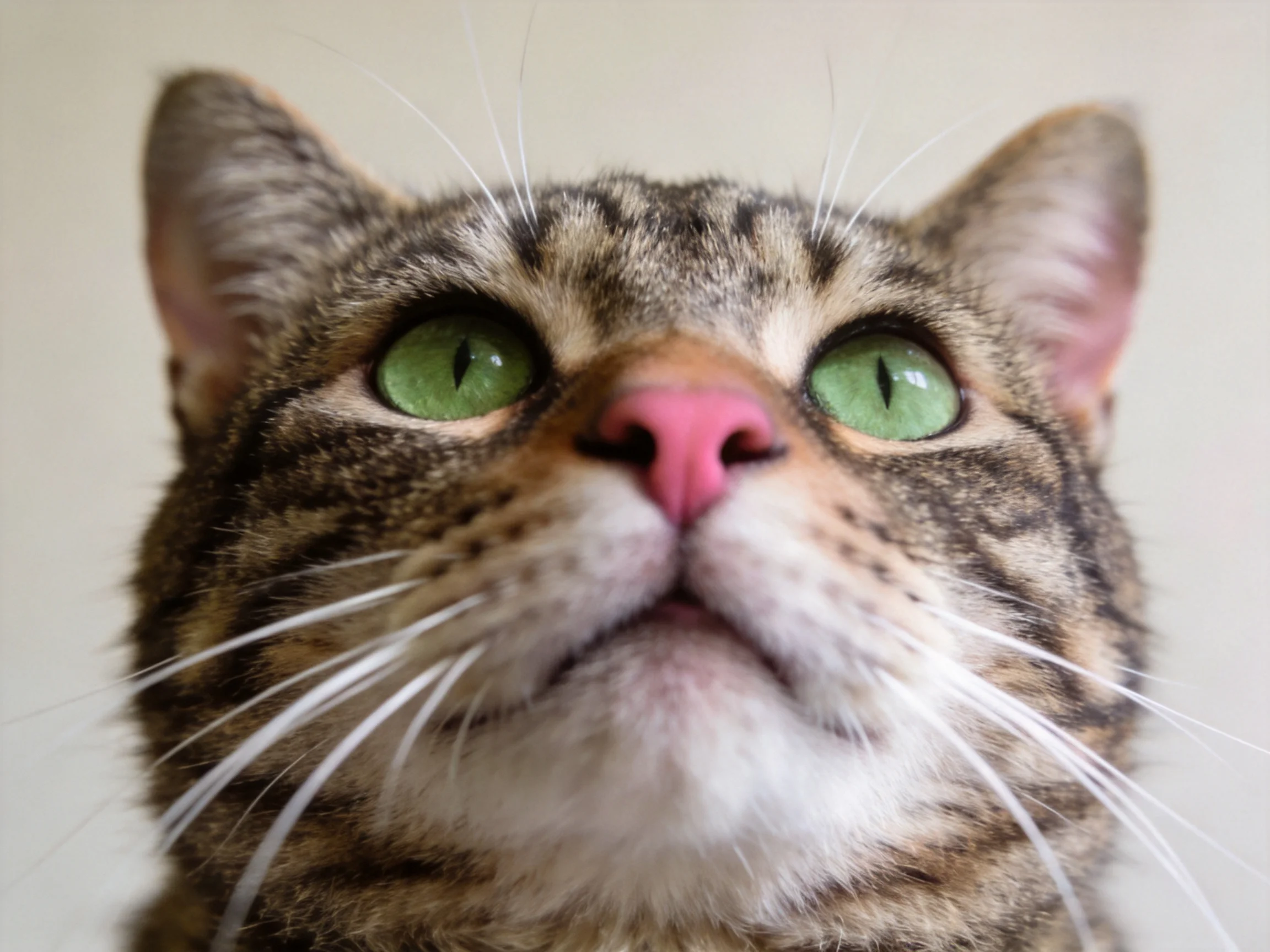 A tabby cat gazes upward with vivid green eyes.
