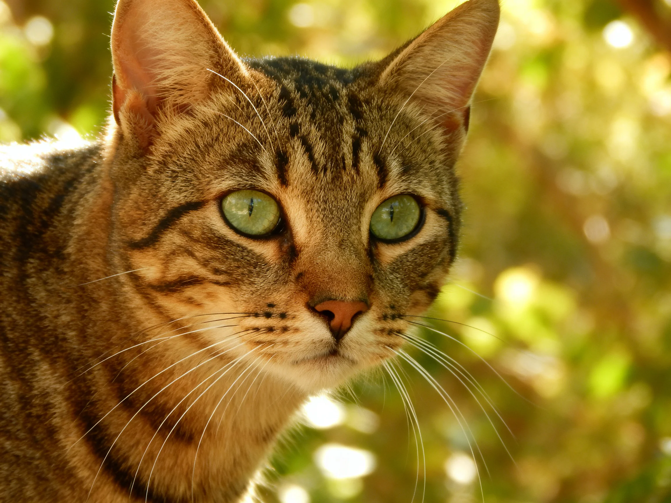 A tabby cat with bright green eyes is shown up close in a sunlit environment.