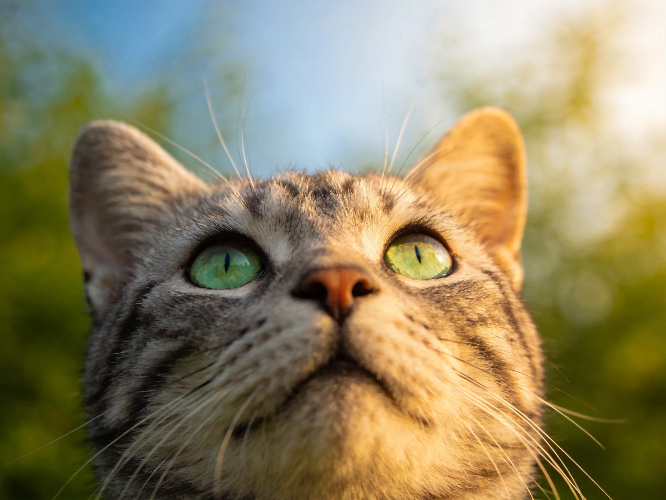 A tabby cat with bright green eyes looks upward in an outdoor scene.