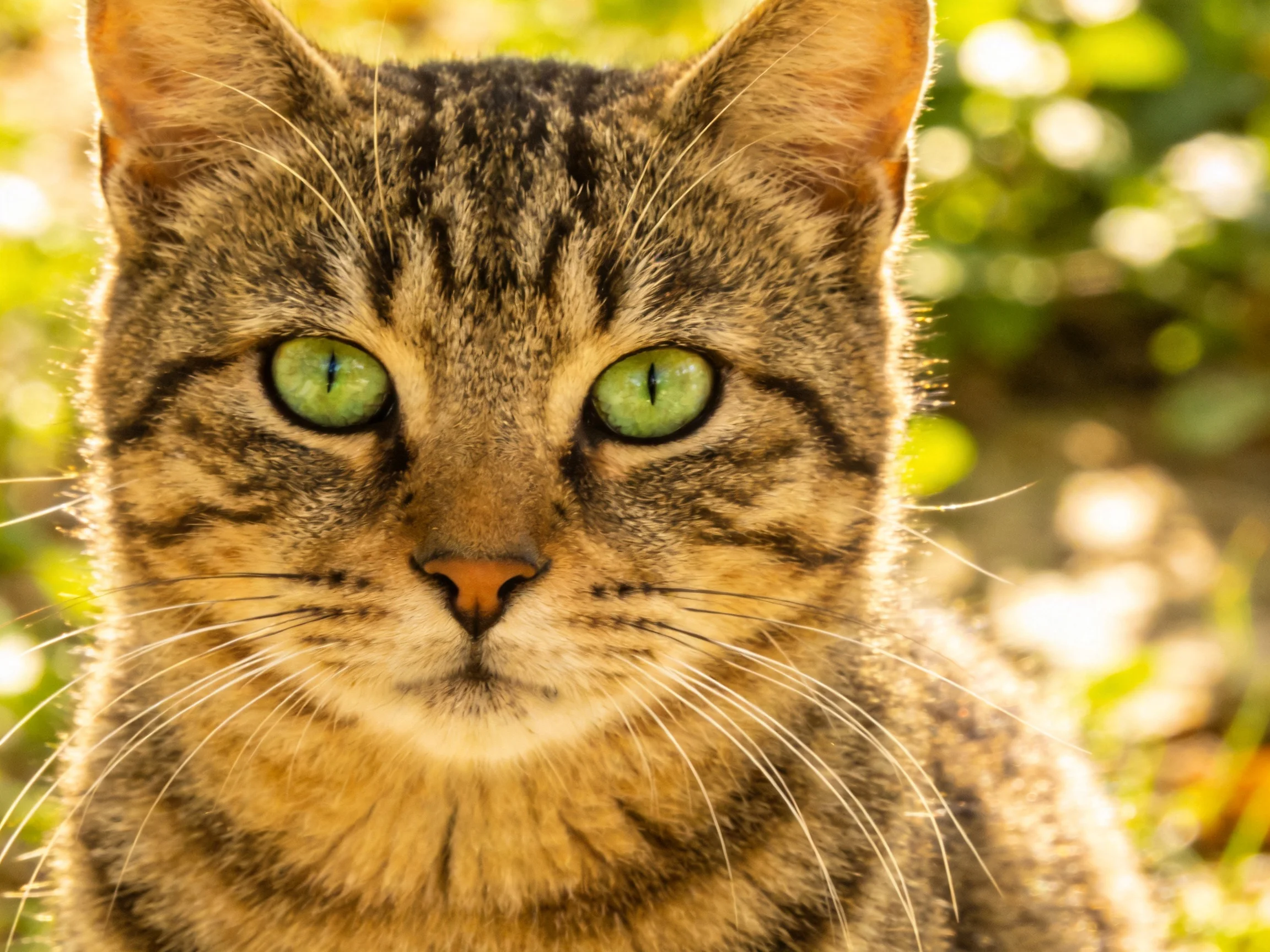 A tabby cat with bright green eyes is photographed up close in an outdoor environment.