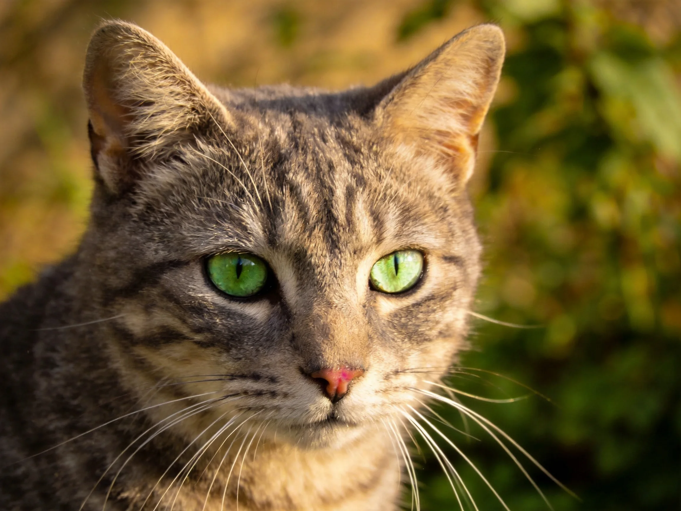 A tabby cat with vivid green eyes is captured in an outdoor setting.