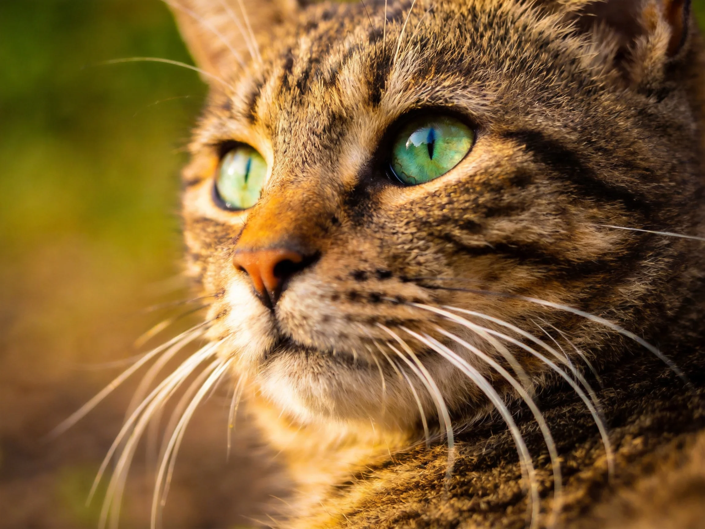 A tabby cat with bright green eyes is shown in an intimate close - up.