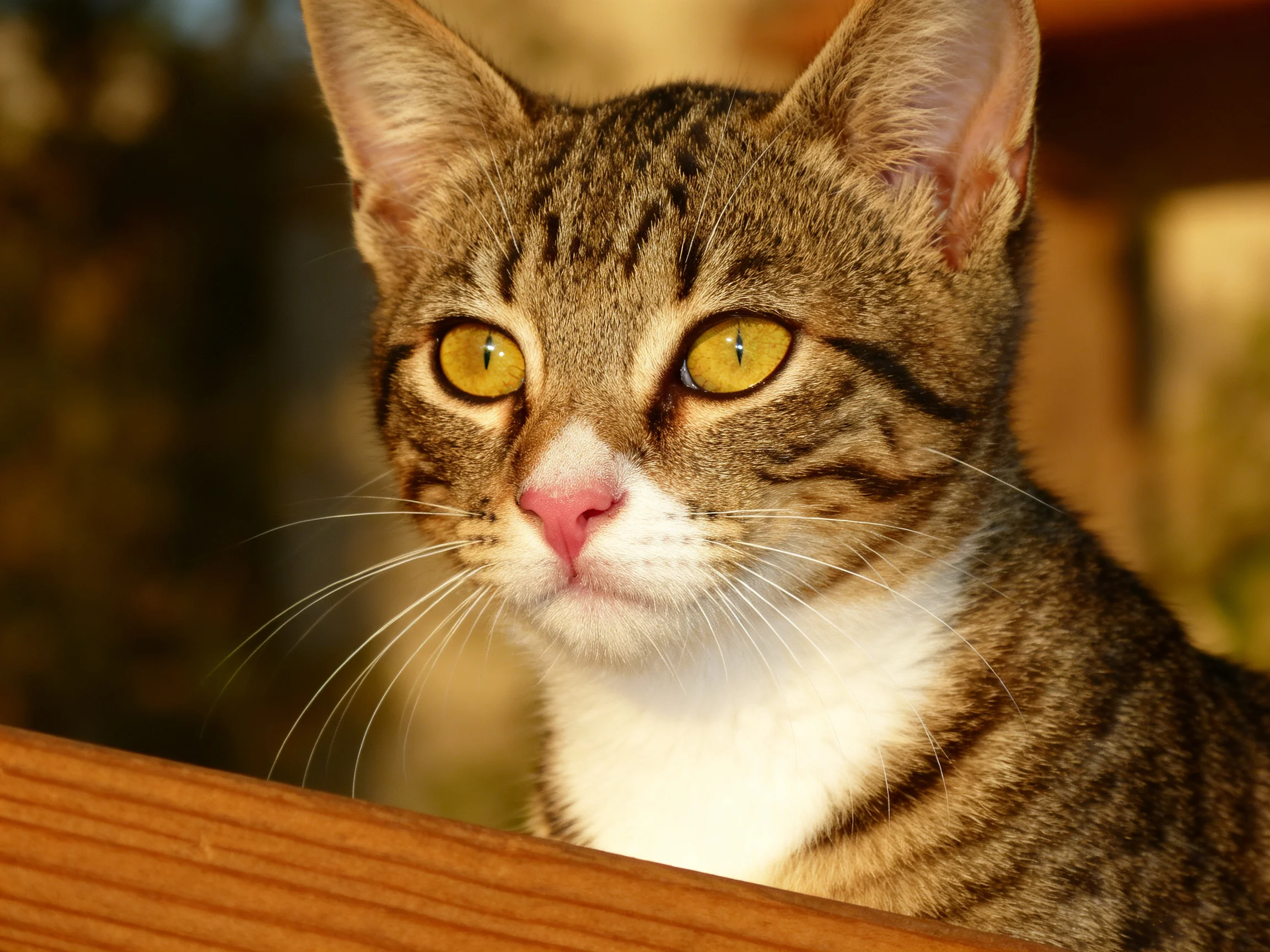 A tabby cat with yellow eyes sits near a wooden surface