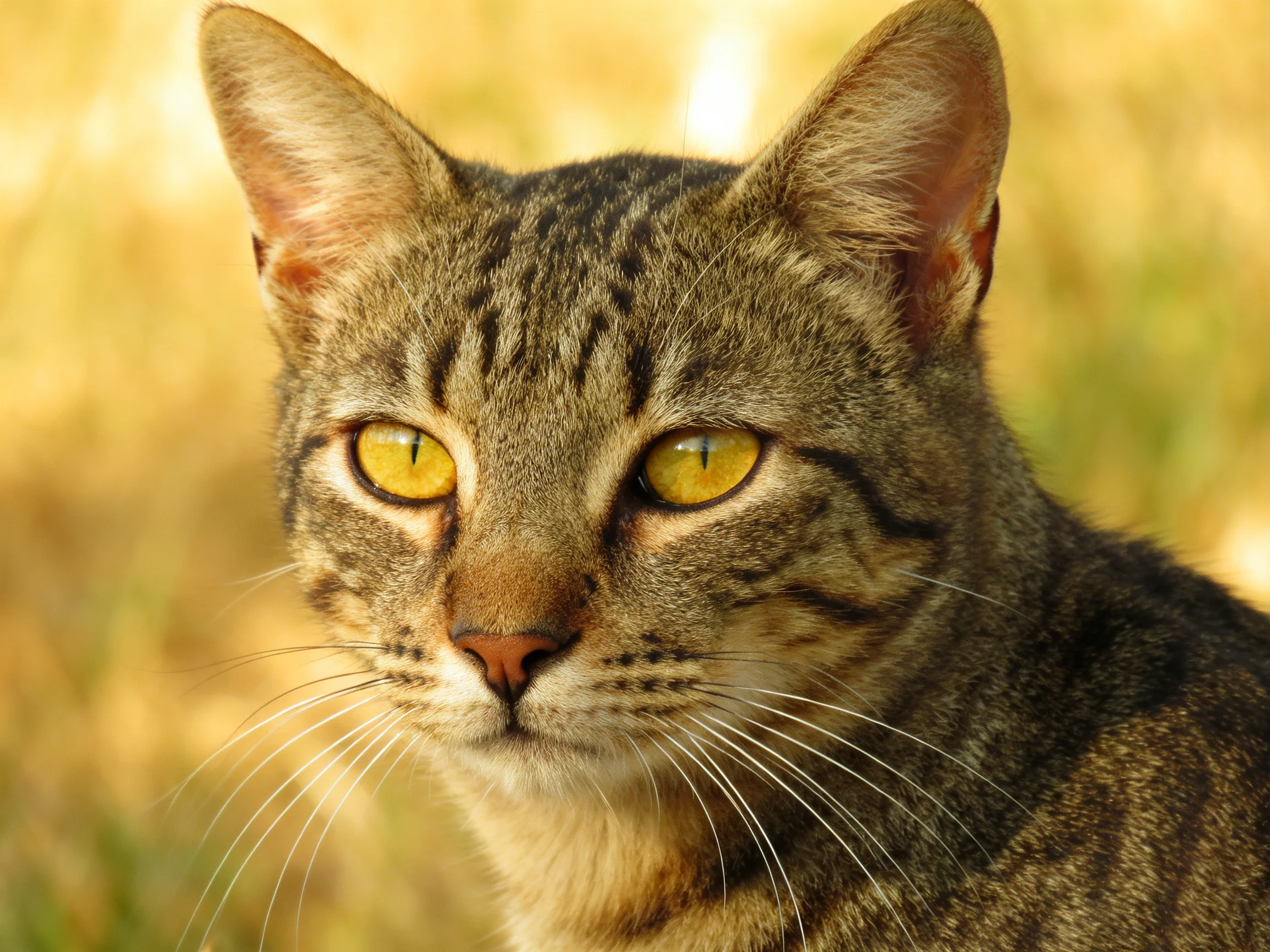 A tabby cat with bright yellow eyes is photographed up close outdoors.