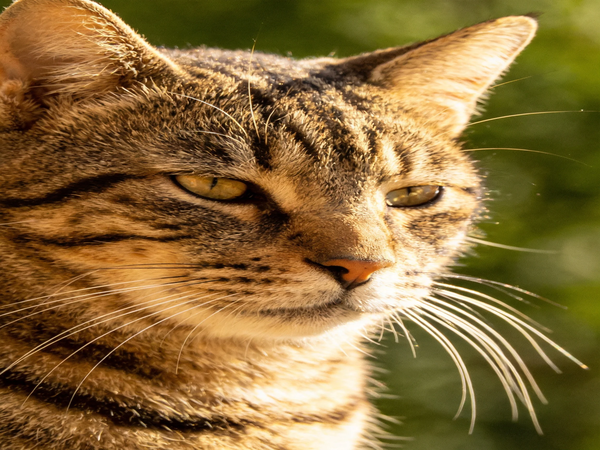 A close - up of a tabby cat with green eyes is shown under natural light.