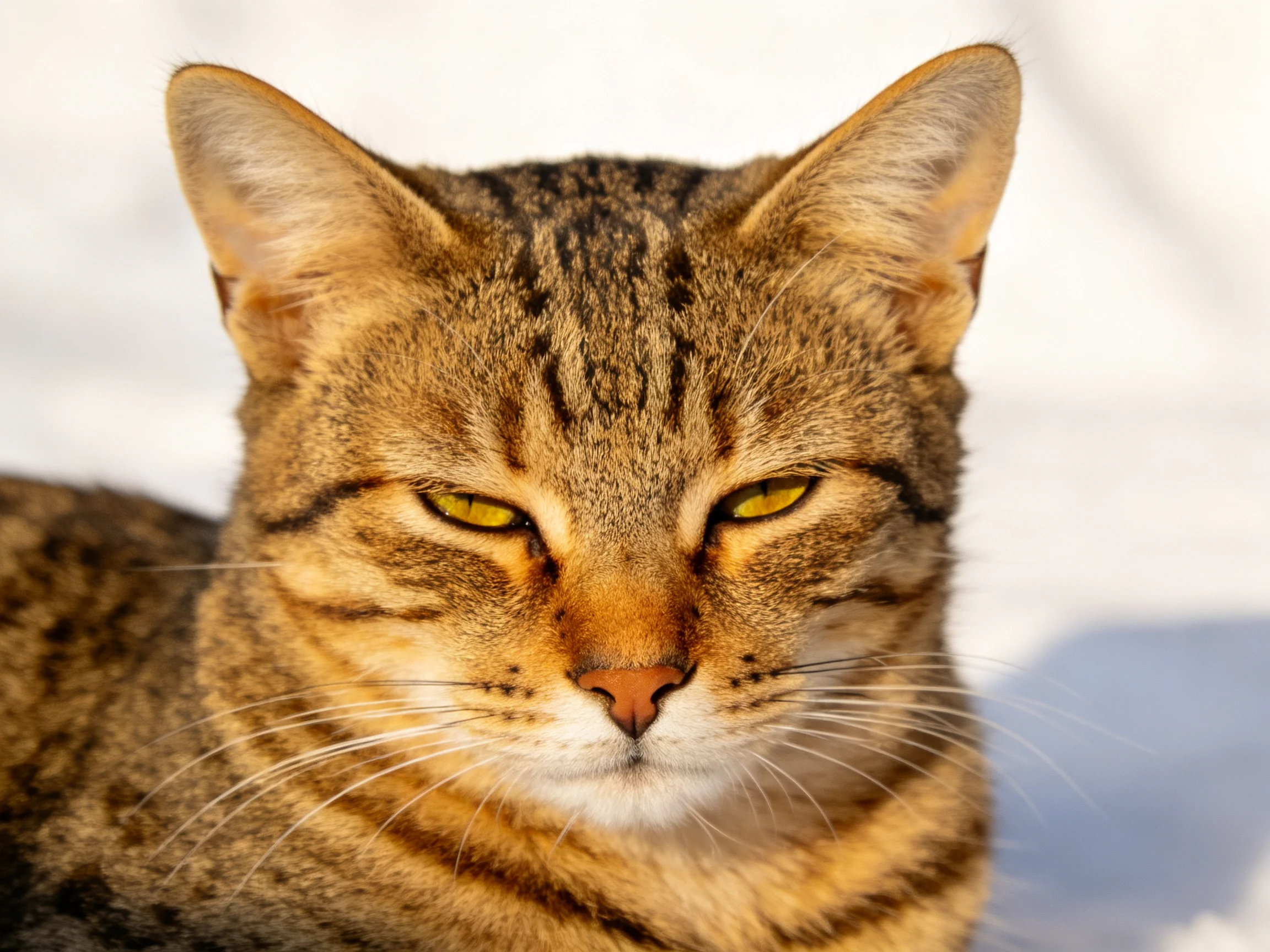 A tabby cat with brown and black stripes rests in a sunlit setting.