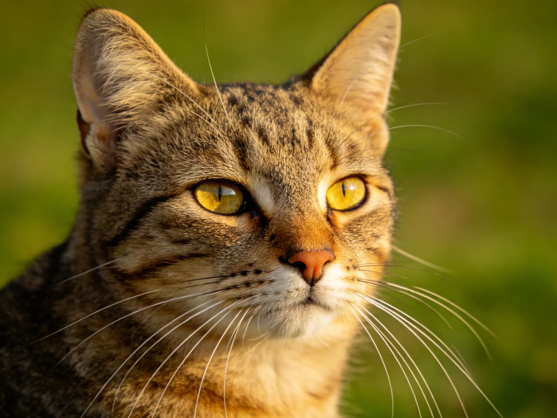 A tabby cat with golden eyes is photographed up close with a blurred green background.