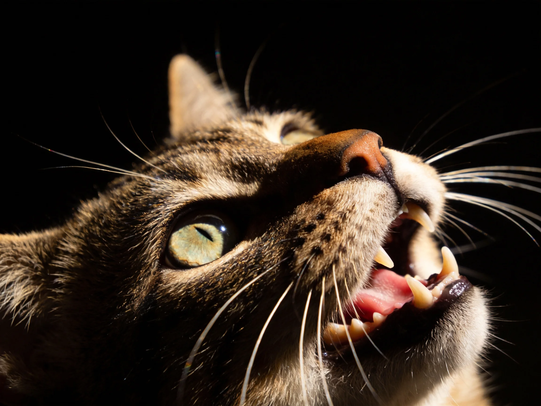 A close - up shows a tabby cat with green eyes displaying its teeth.