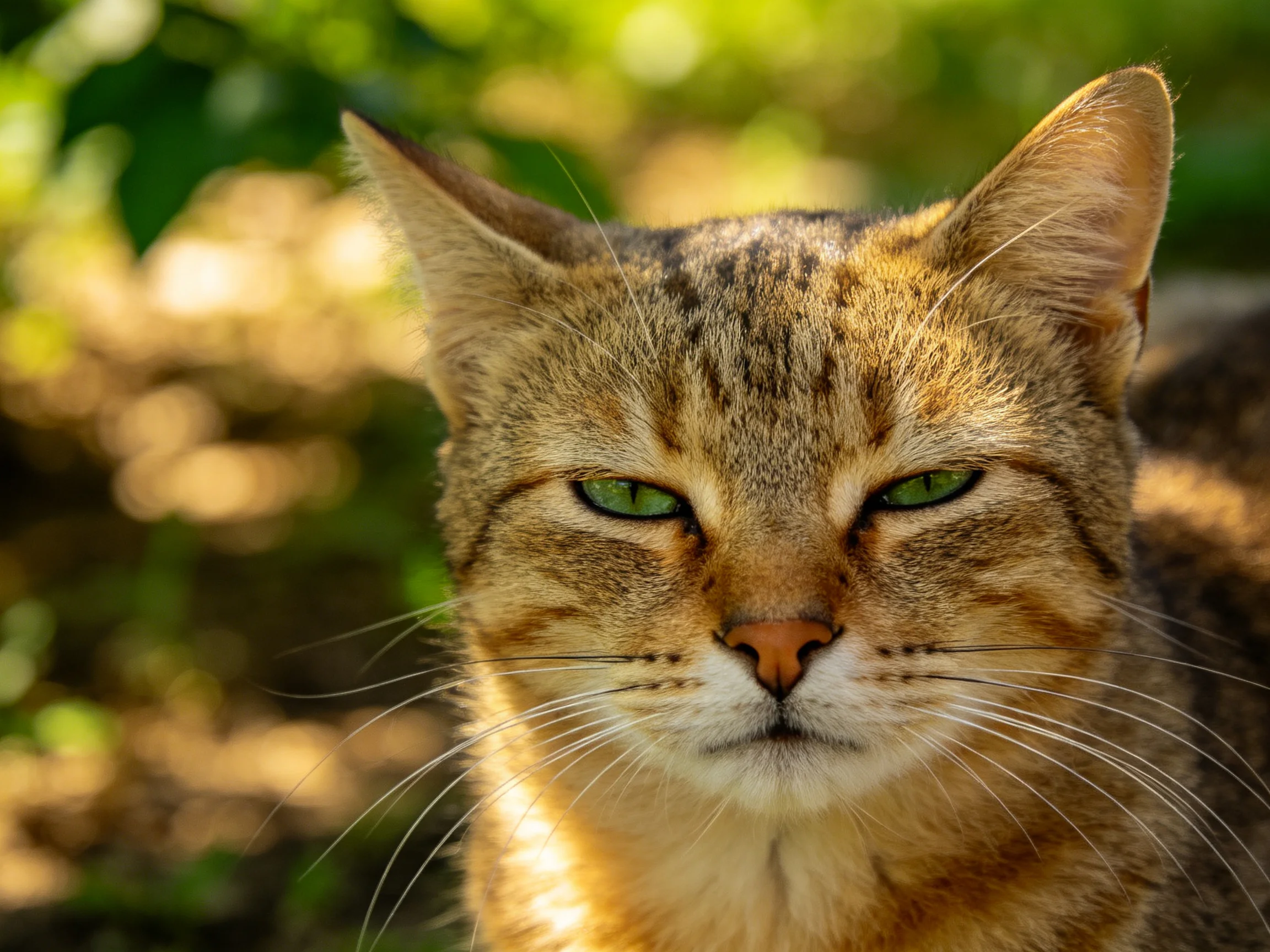 A tabby cat with green eyes is shown up close in a sunlit outdoor setting.