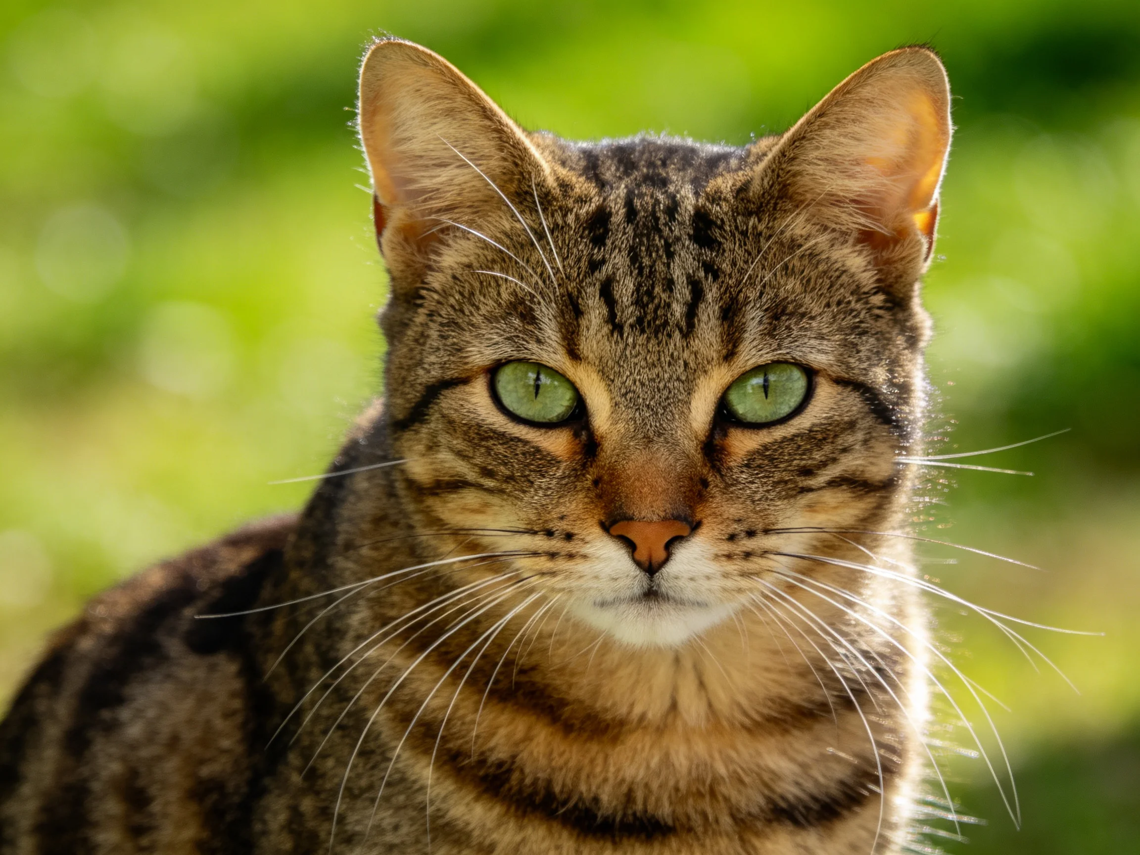 A tabby cat with green eyes is photographed up close in an outdoor setting.