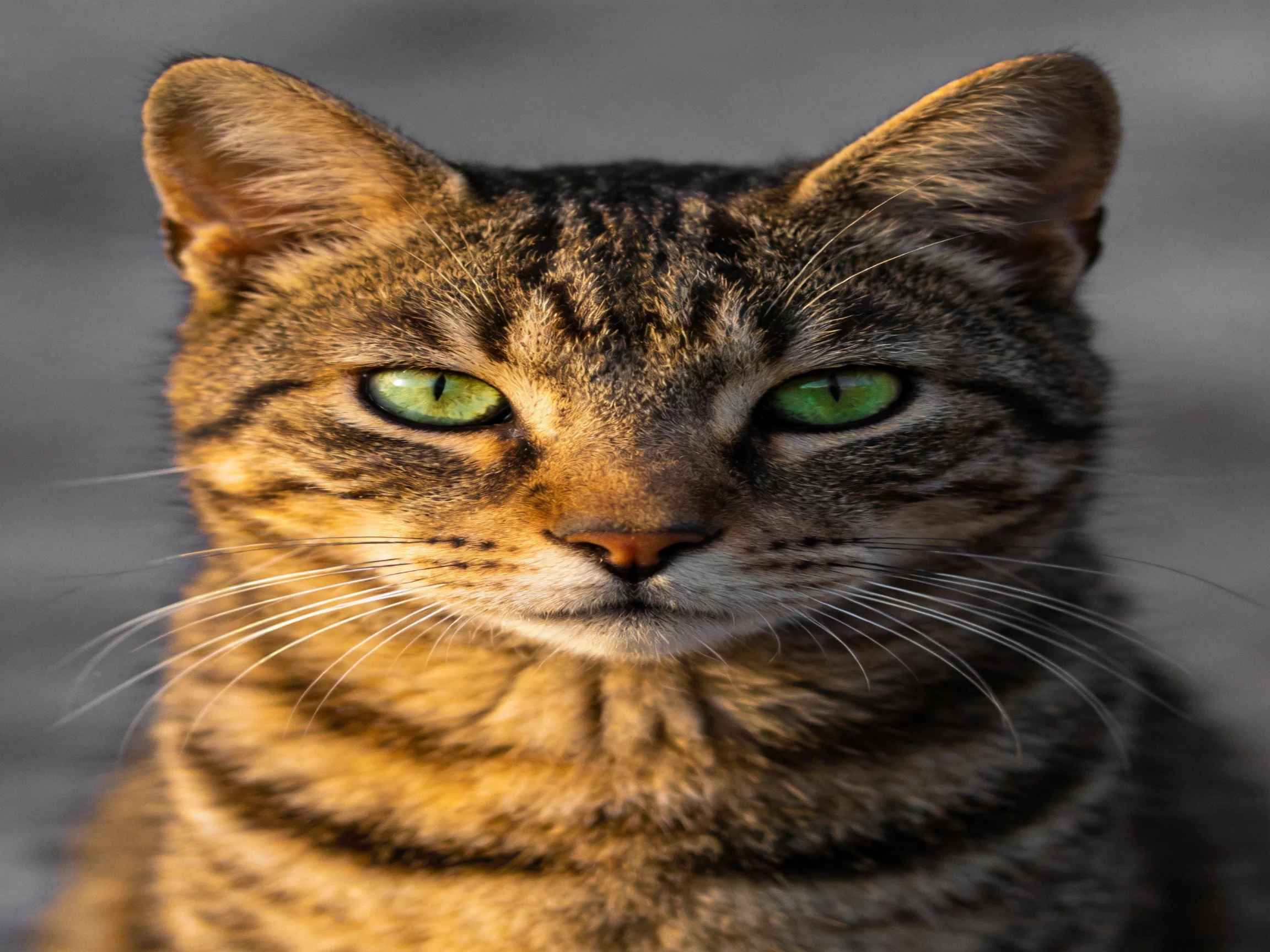 A tabby cat with bright green eyes is shown in a close - up view.