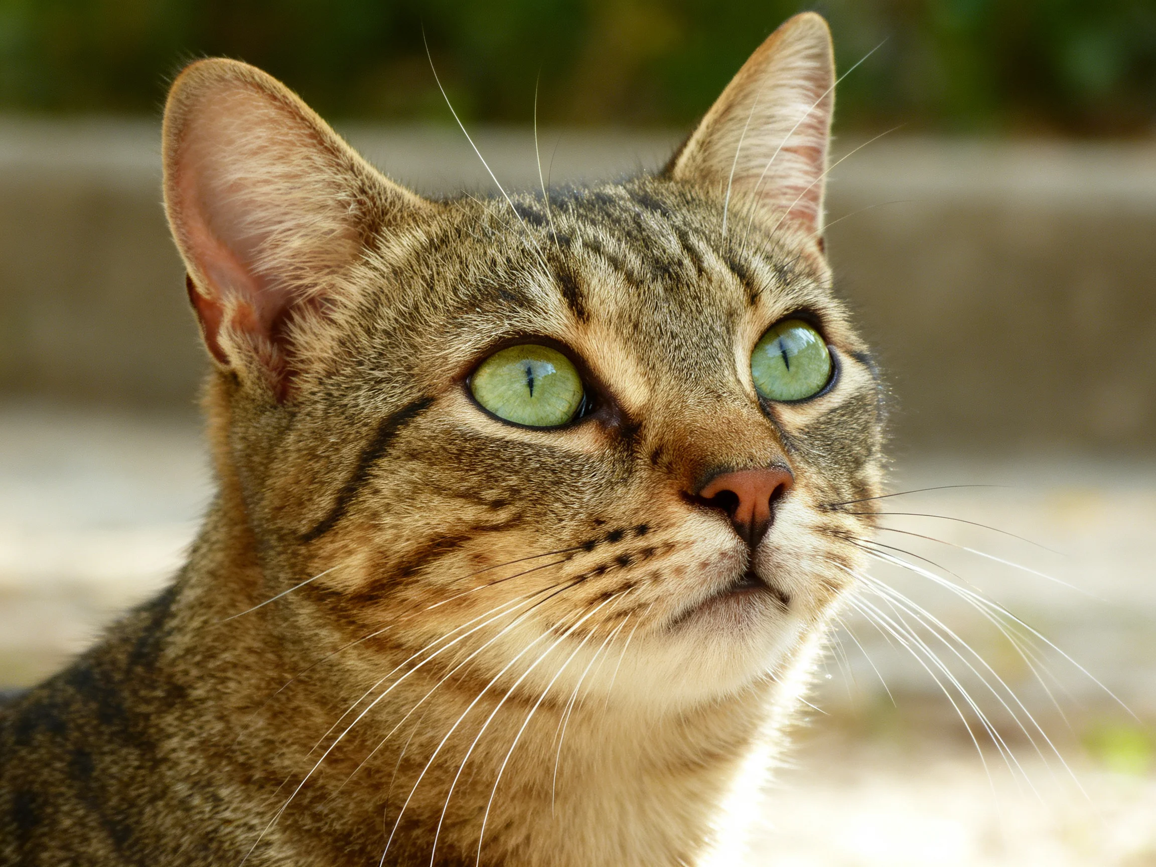 A tabby cat with green eyes looks alertly into the distance.