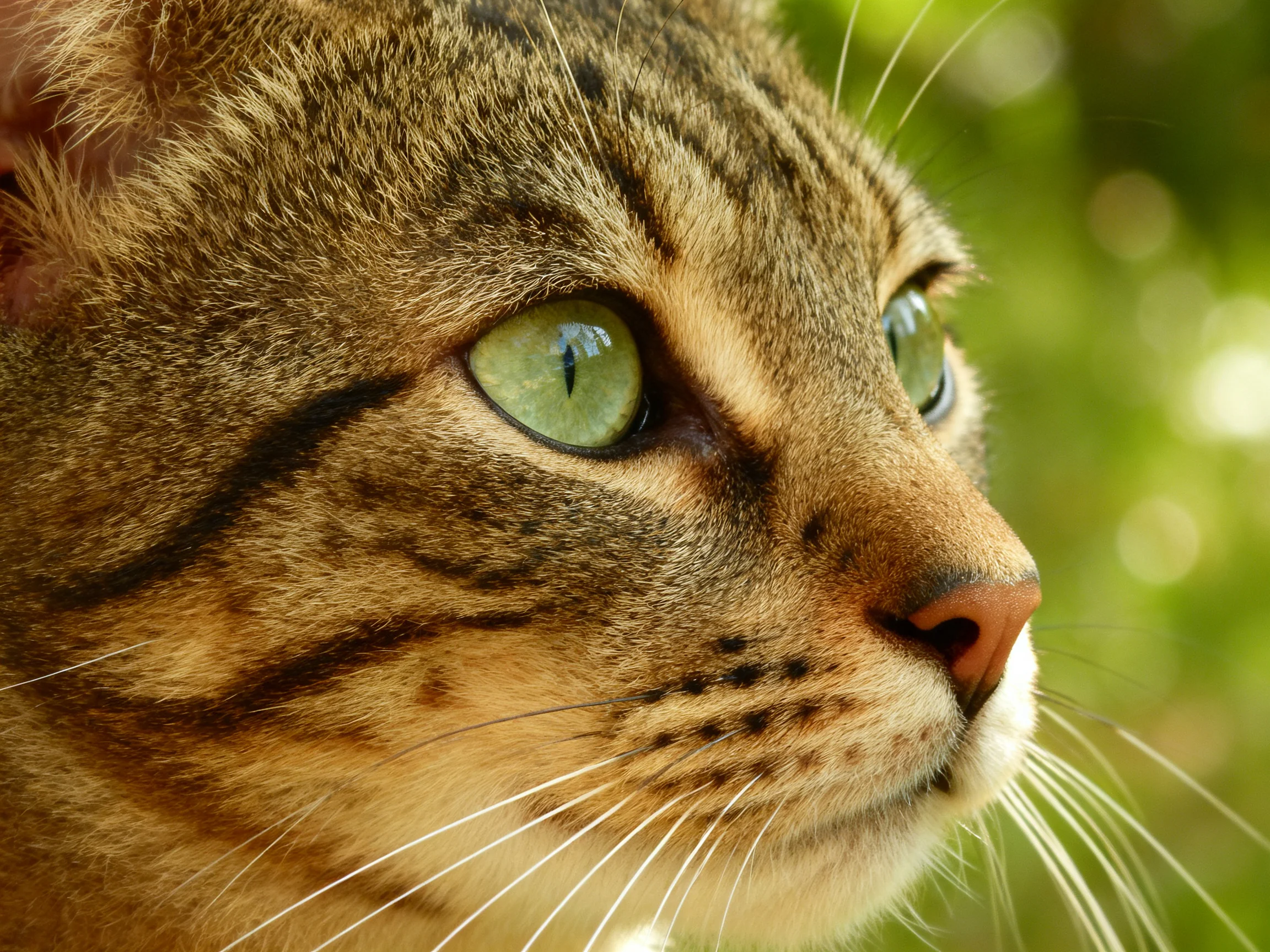A tabby cat with green eyes is shown in a detailed close - up.