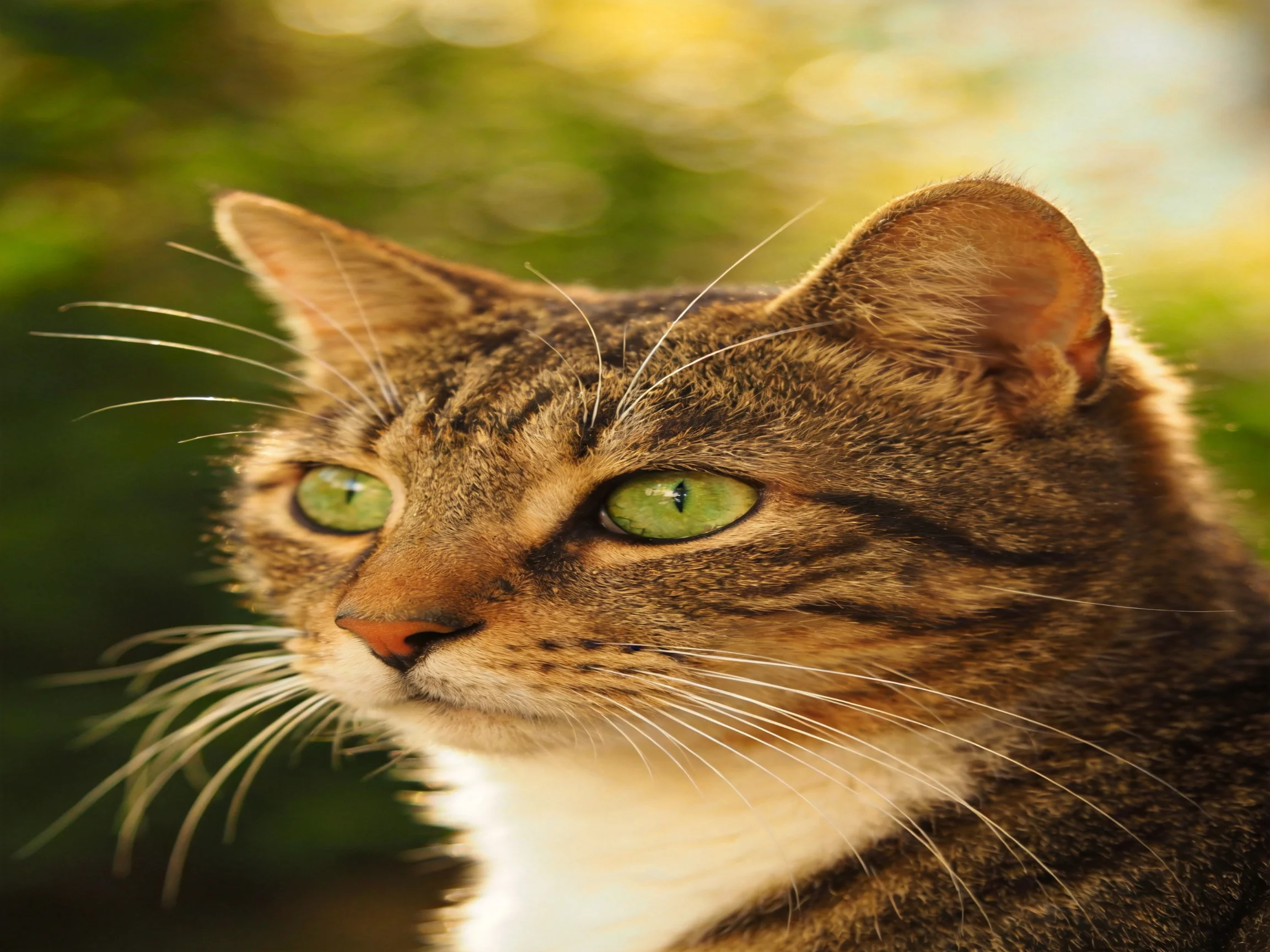 A tabby cat with vibrant green eyes is captured up close against a blurred green backdrop.