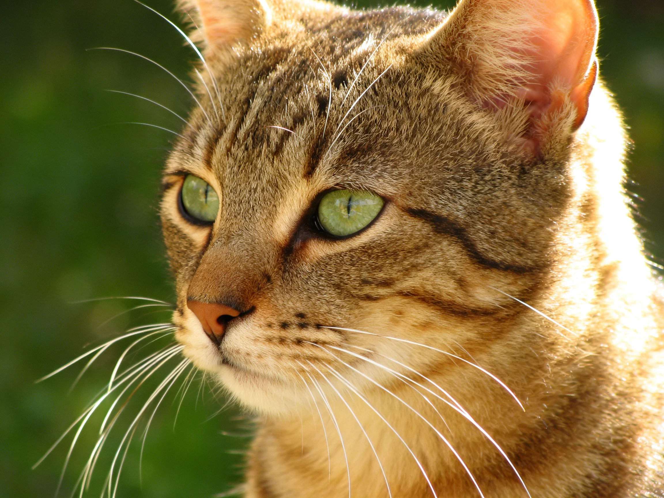 A close - up of a tabby cat with vivid green eyes