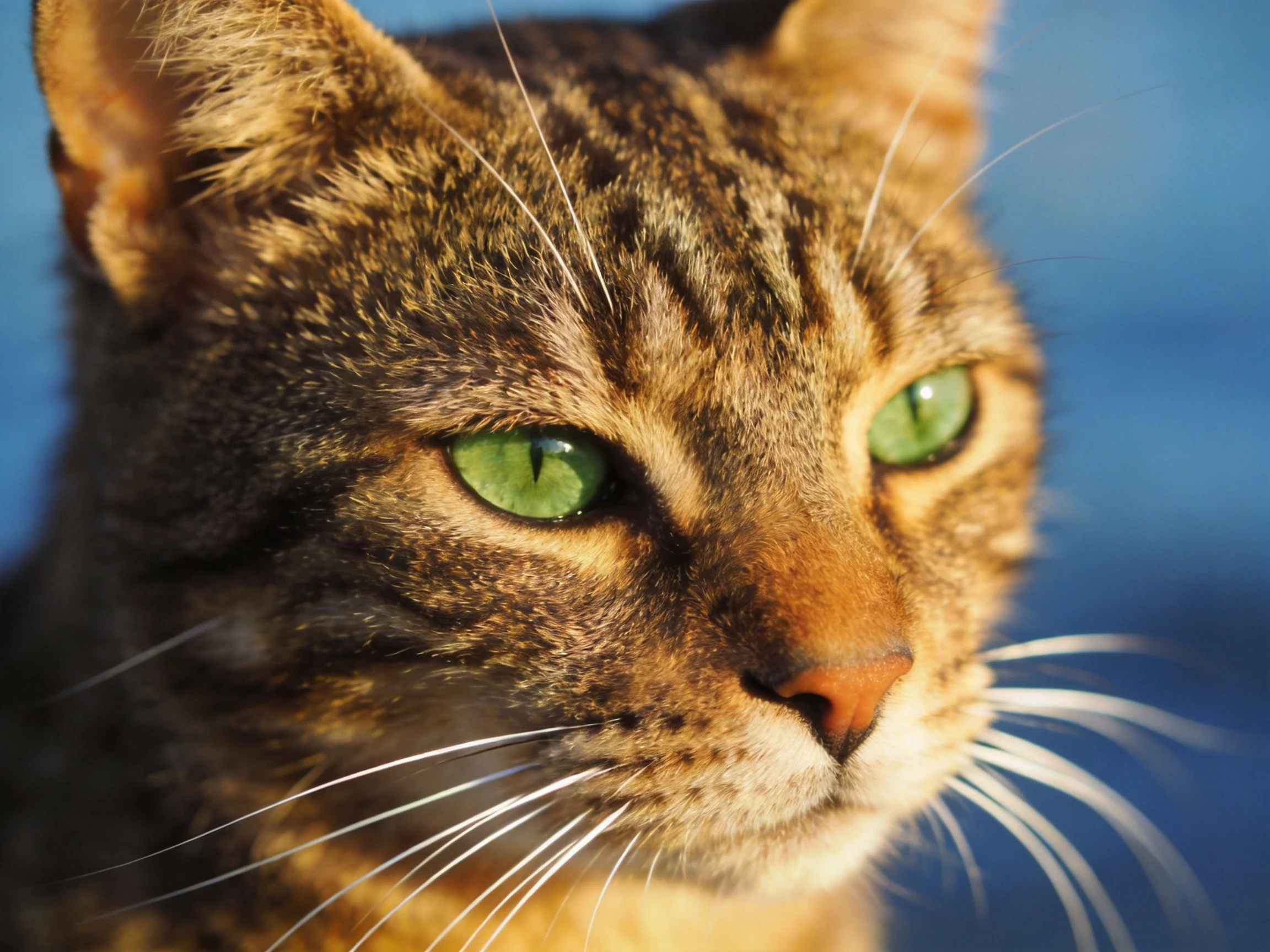A tabby cat with vivid green eyes is shown in a close - up photograph.