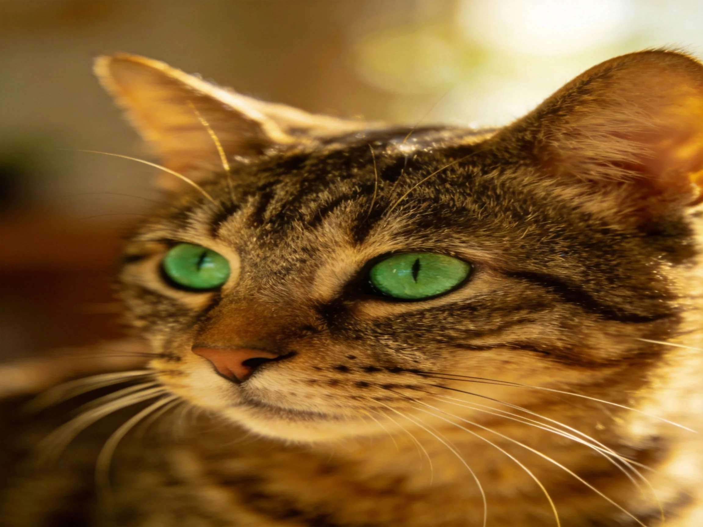 A close - up photograph of a tabby cat with bright green eyes.
