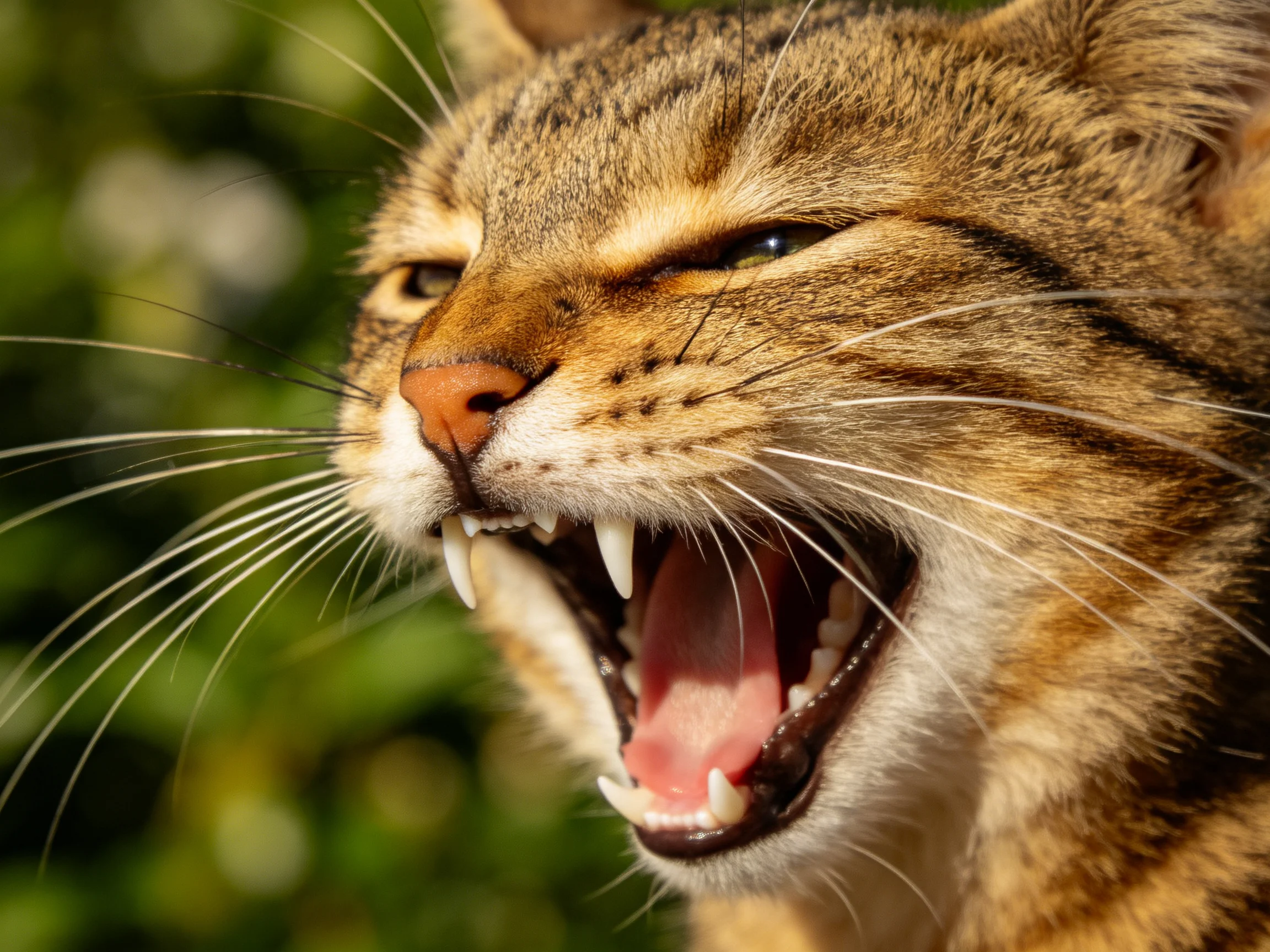 A close - up of a tabby cat yawning widely with sharp teeth exposed