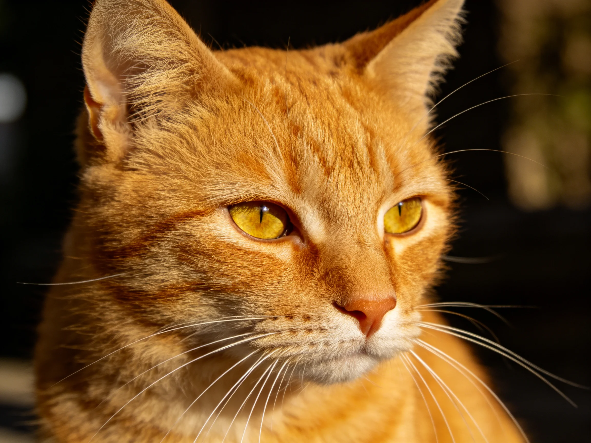 A close - up of an orange tabby cat with bright yellow eyes.