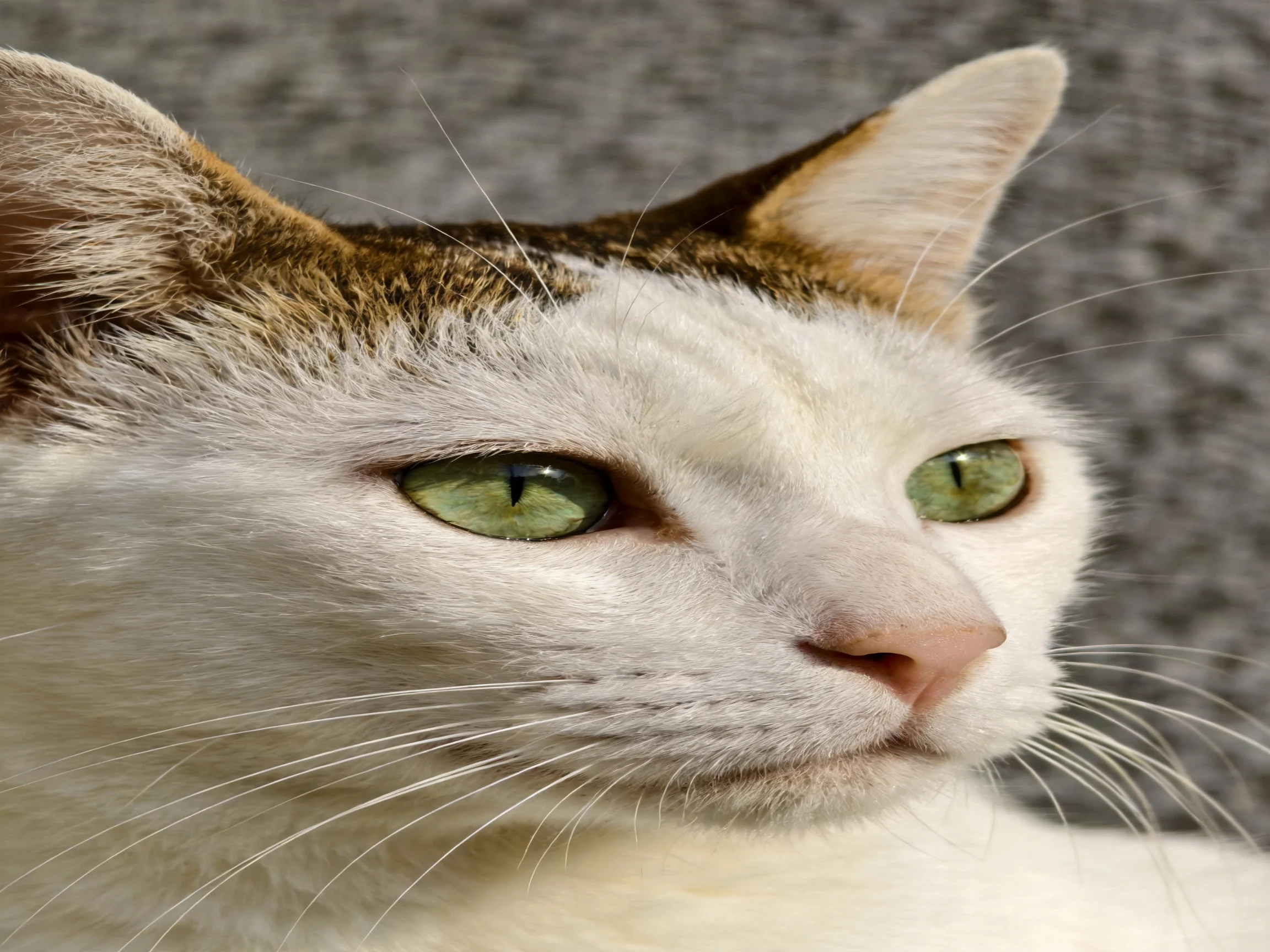 A close - up shows a white and brown cat with bright green eyes.
