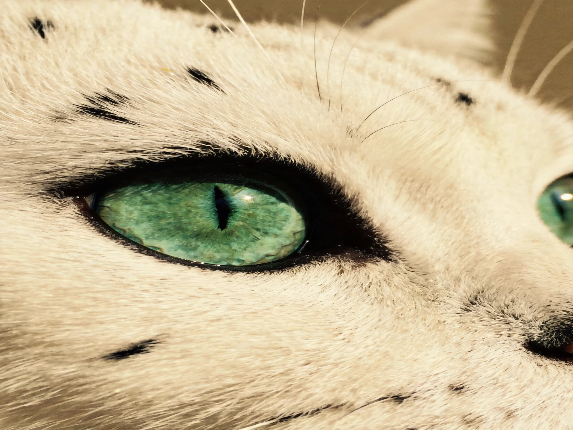 close - up view of a white cat’s face emphasizing its bright green eye.