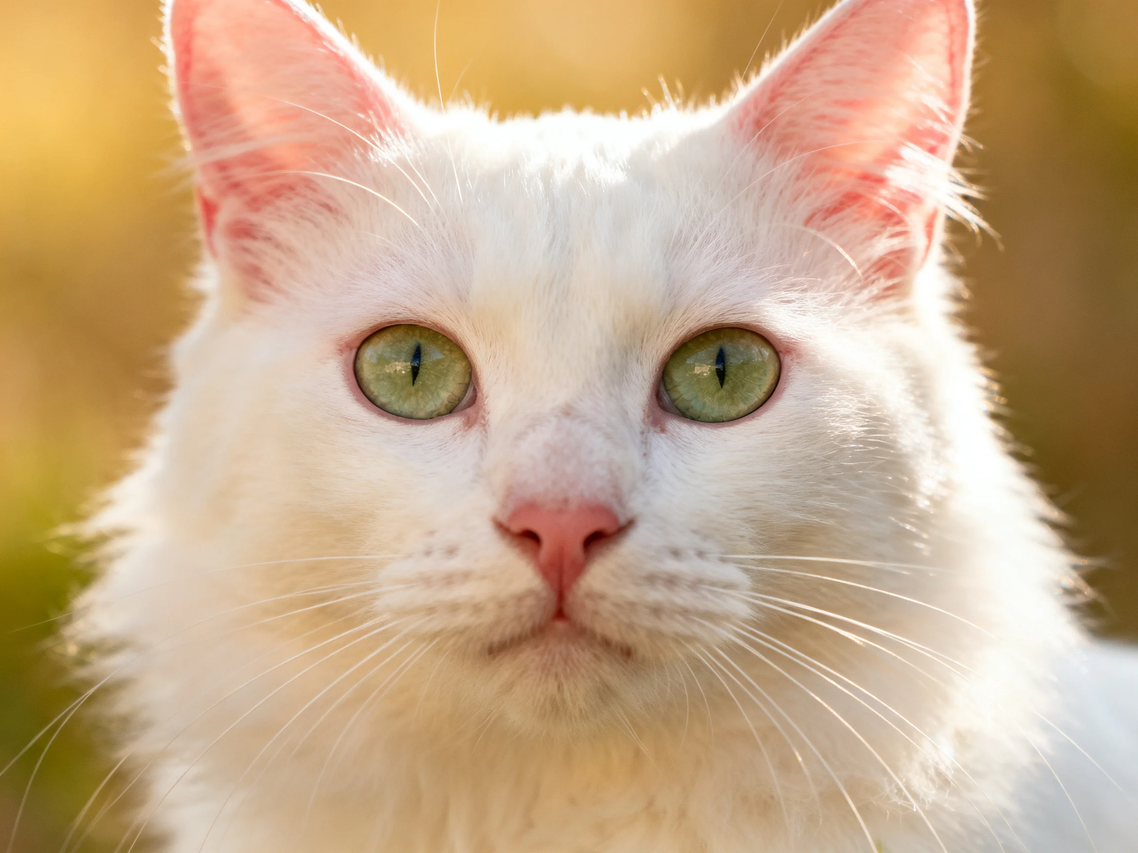 A white cat with green eyes is captured in a close - up with a blurred background.