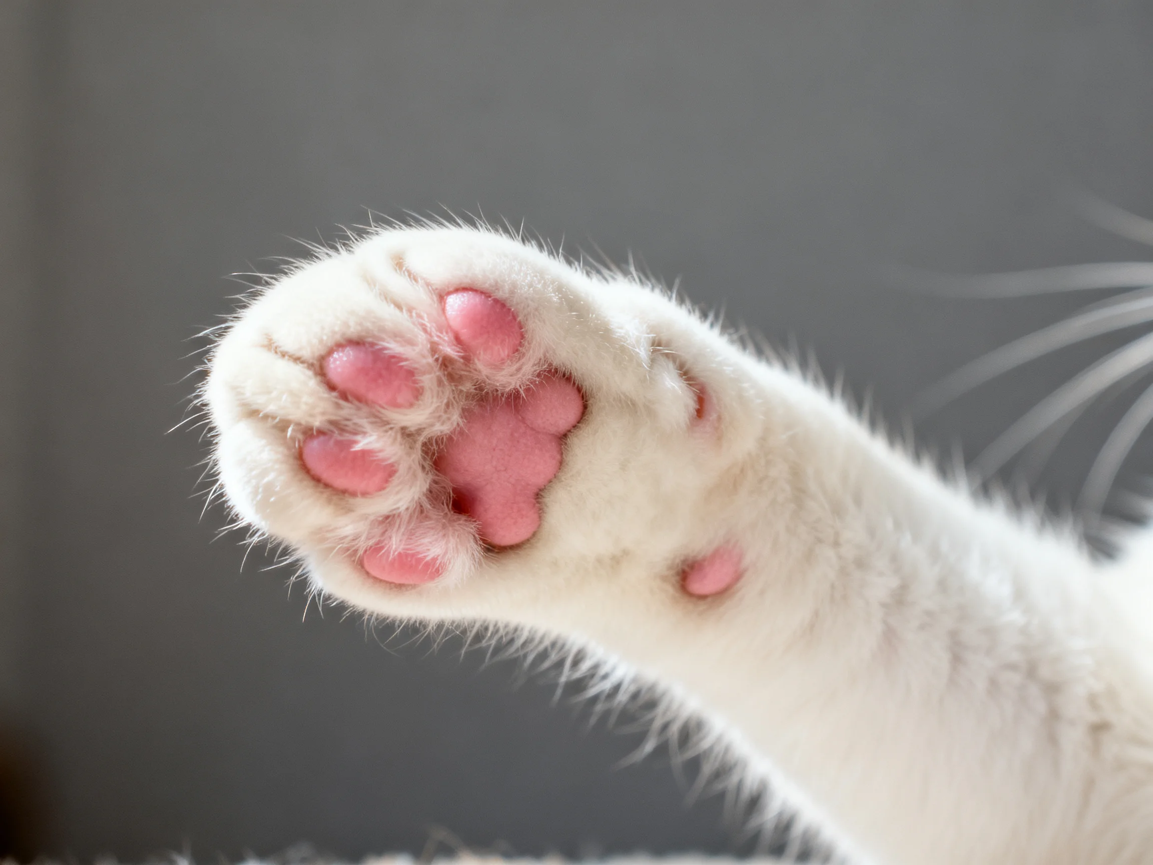 A close - up of a white cat’s paw with pink pads