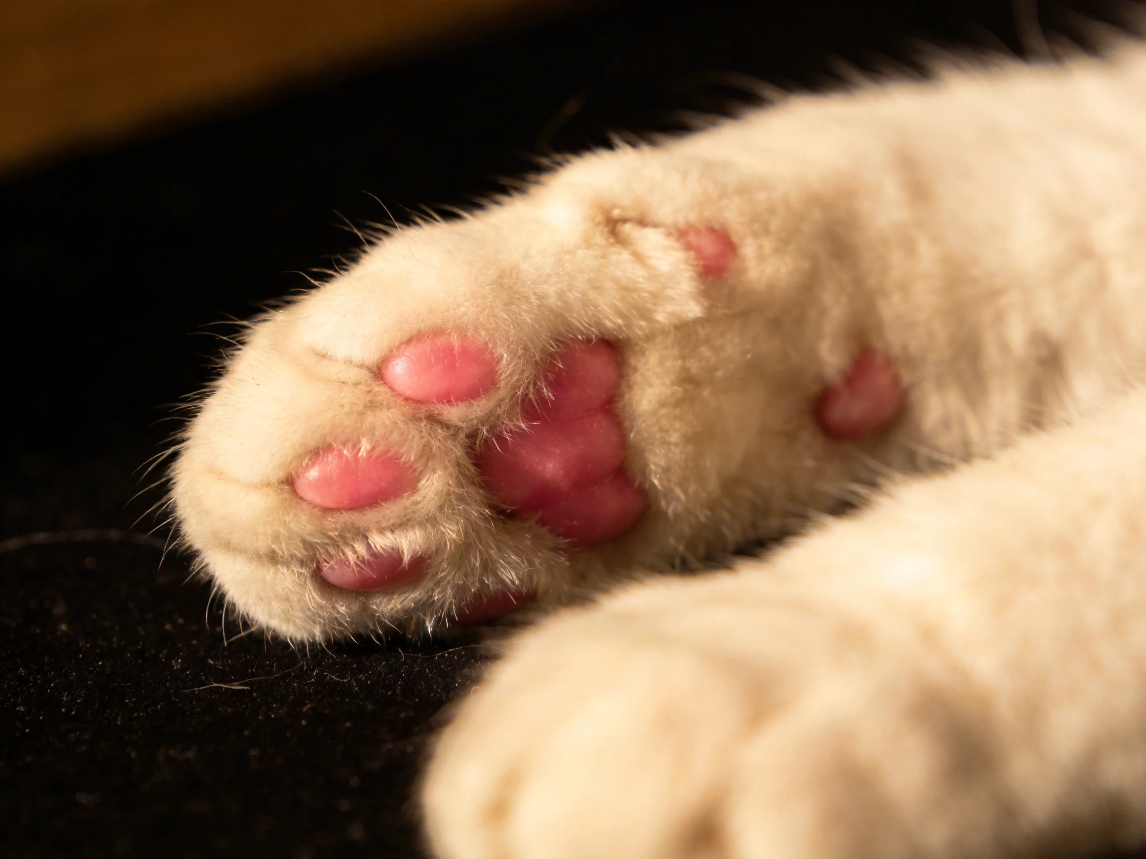 A close - up of a white cat’s paw with pink pads on a dark fabric