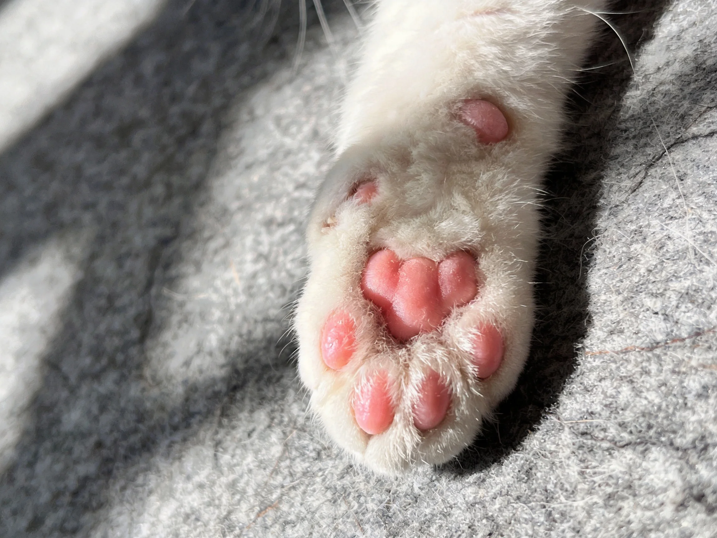 A close - up of a white cat’s pink paw pad on gray fabric
