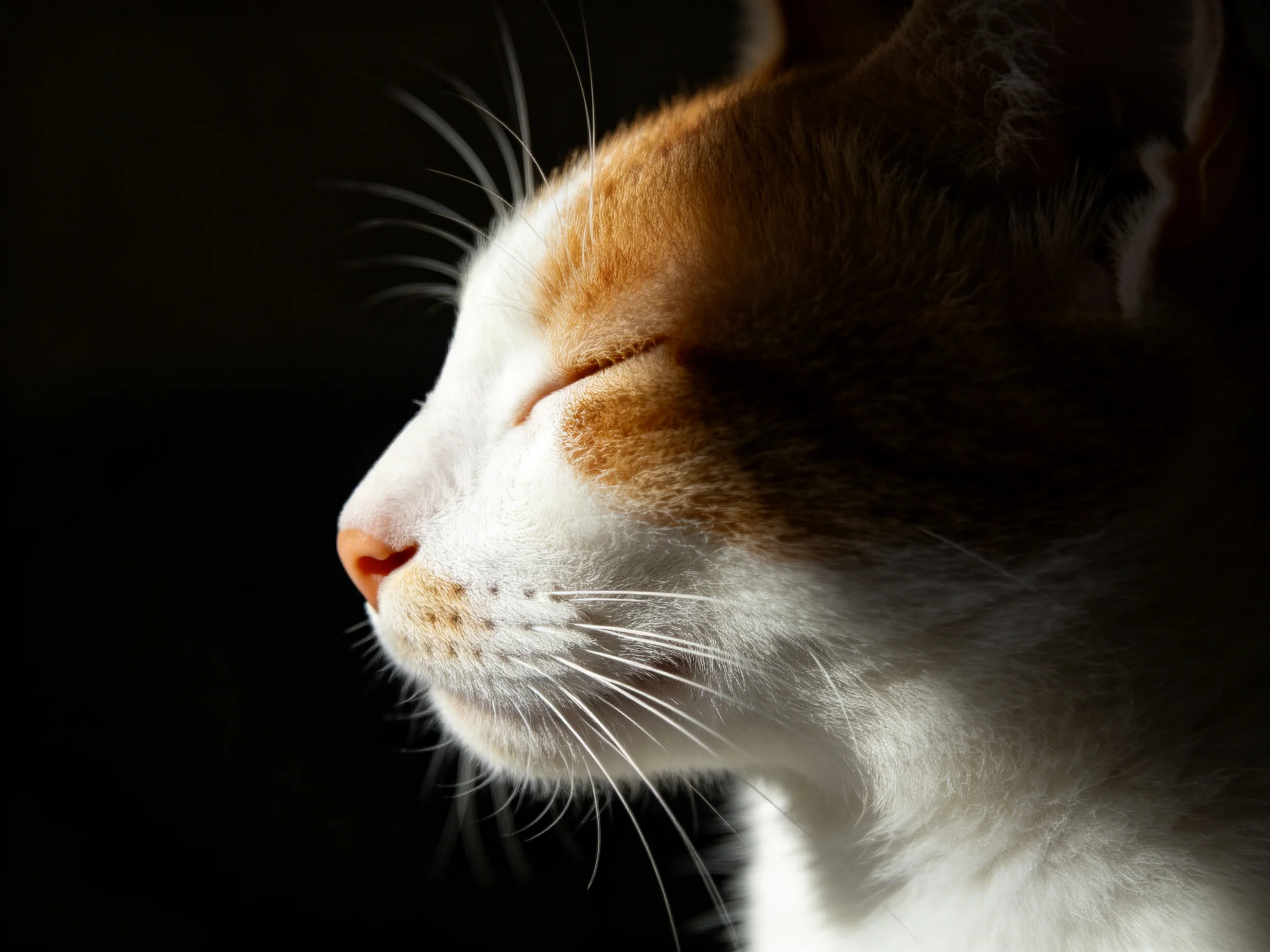 A cat with closed eyes is shown in profile view.