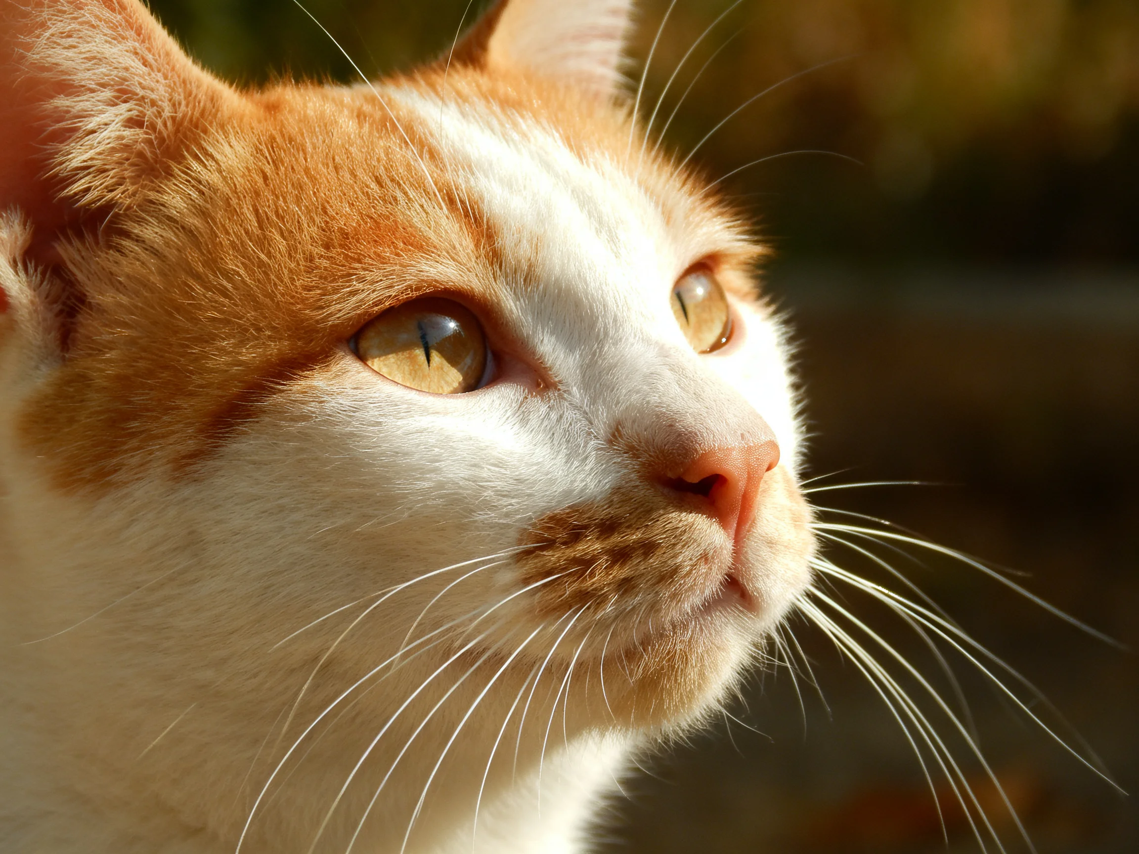 A close - up of an orange and white cat gazes attentively outdoors.