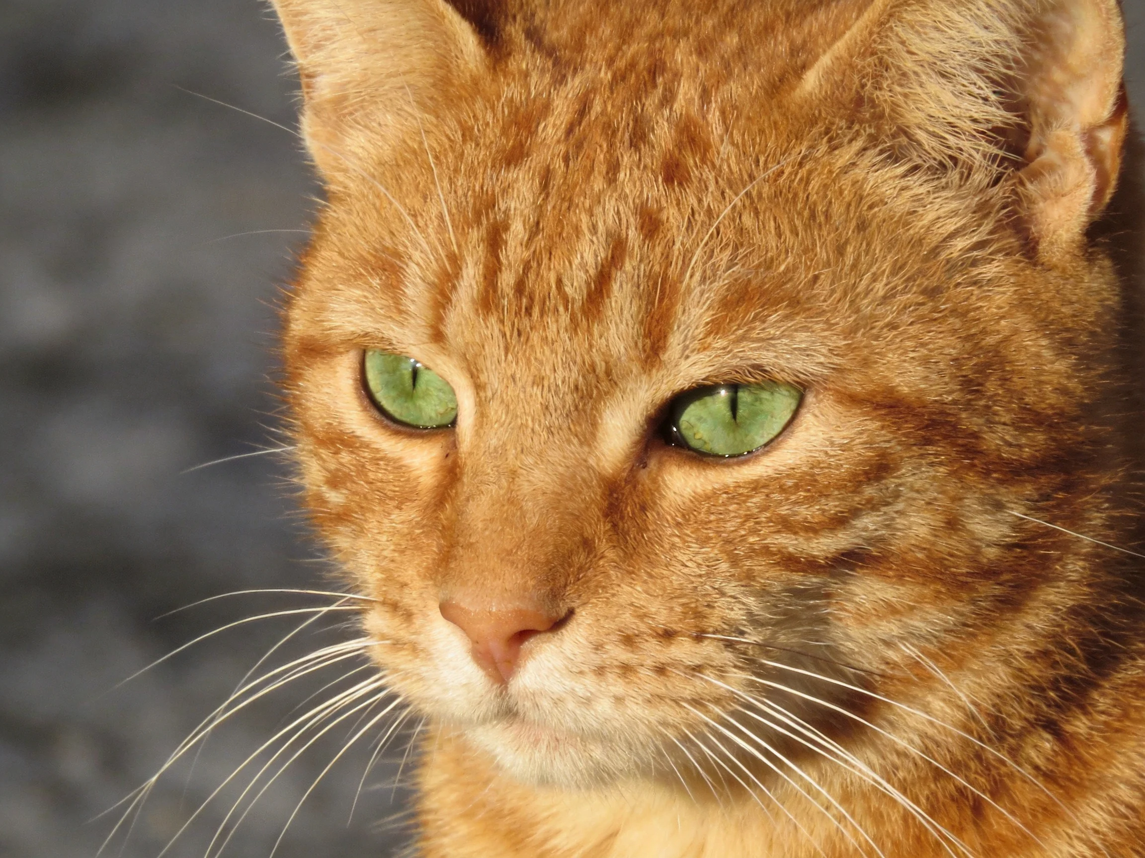 A close - up shows an orange tabby cat with striking green eyes.