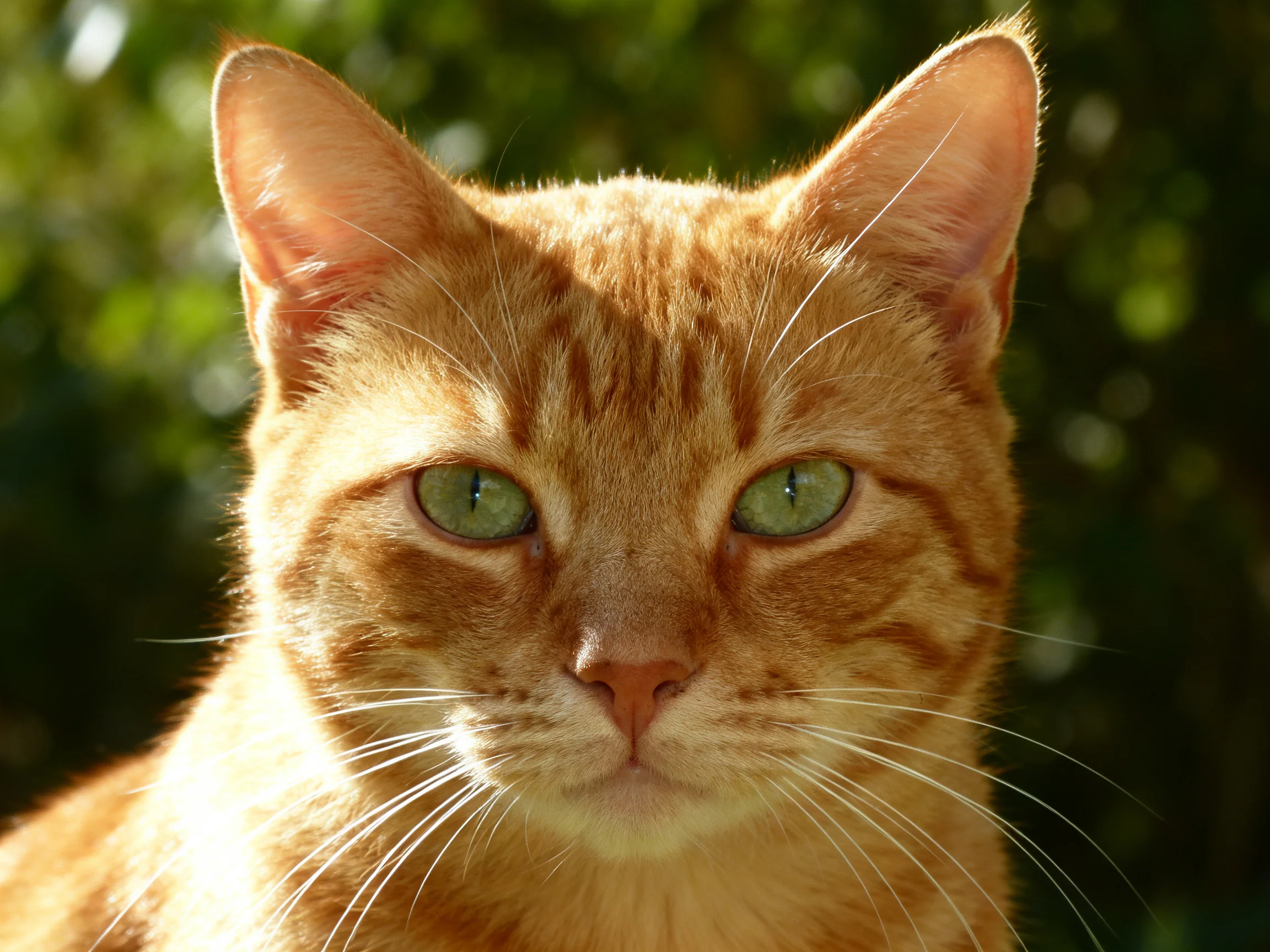 An orange tabby cat with green eyes is shown up close outdoors