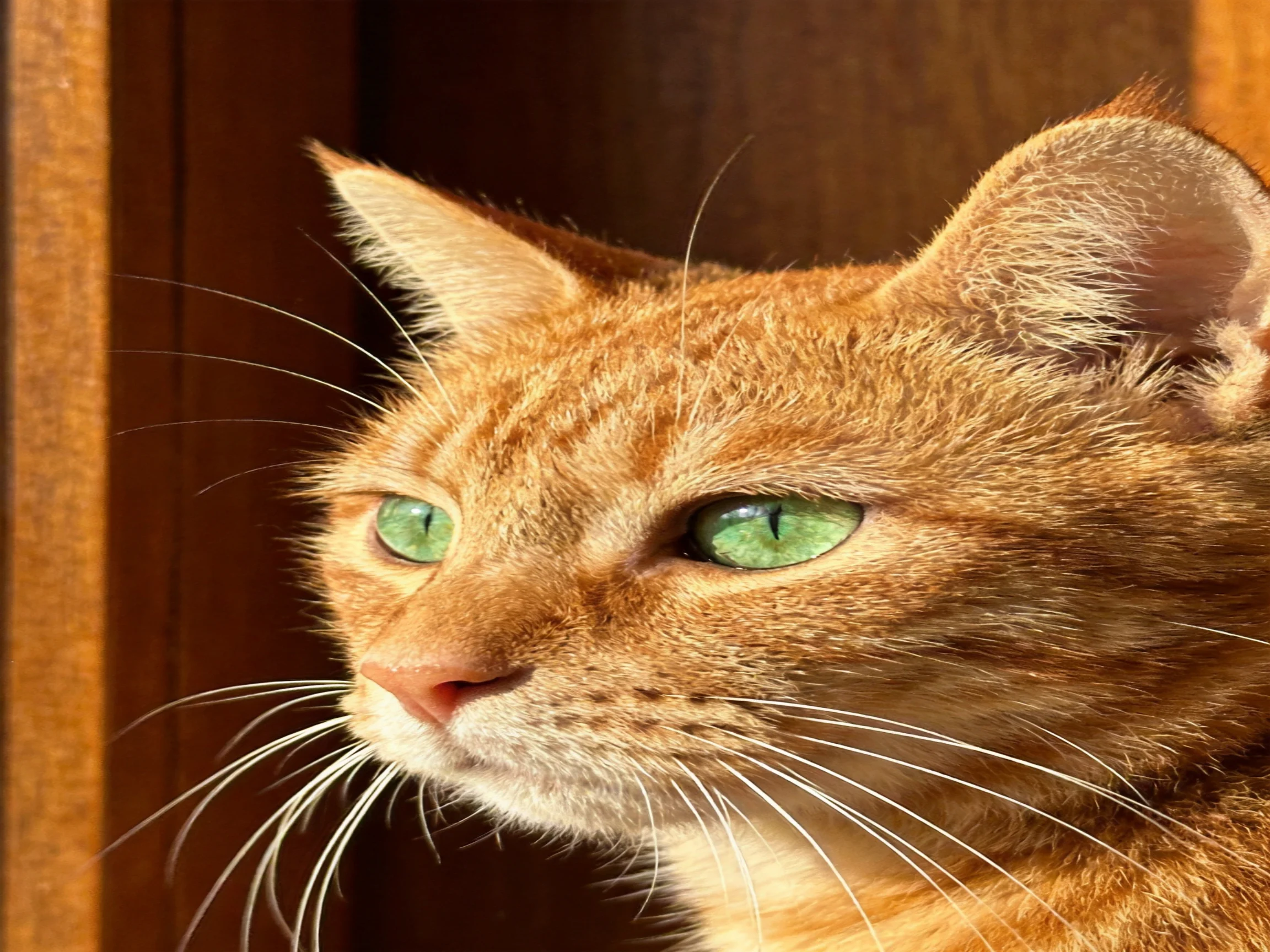 An orange tabby cat with green eyes is near wooden panels.
