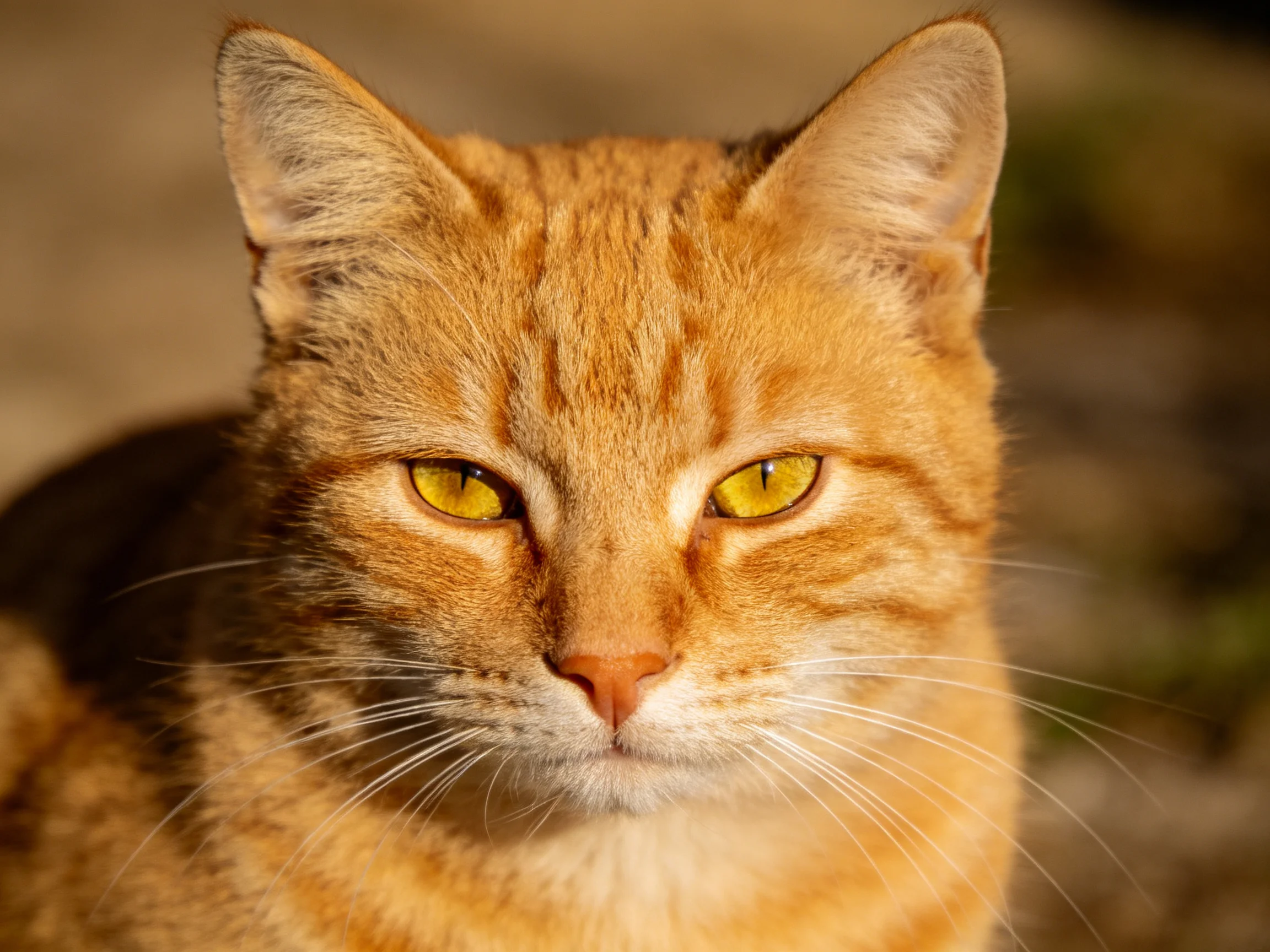 A close - up shows an orange tabby cat with vivid yellow eyes.