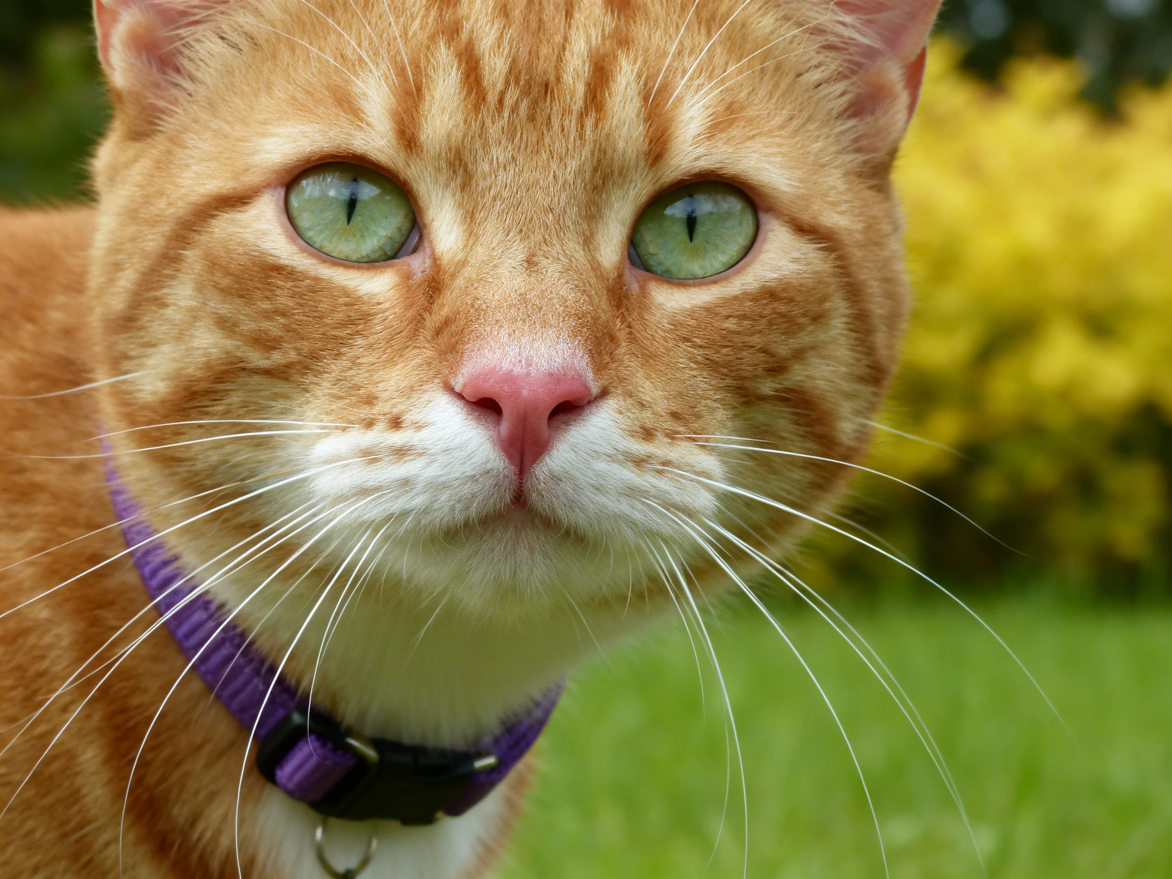 A close - up of an orange tabby cat with green eyes in a garden