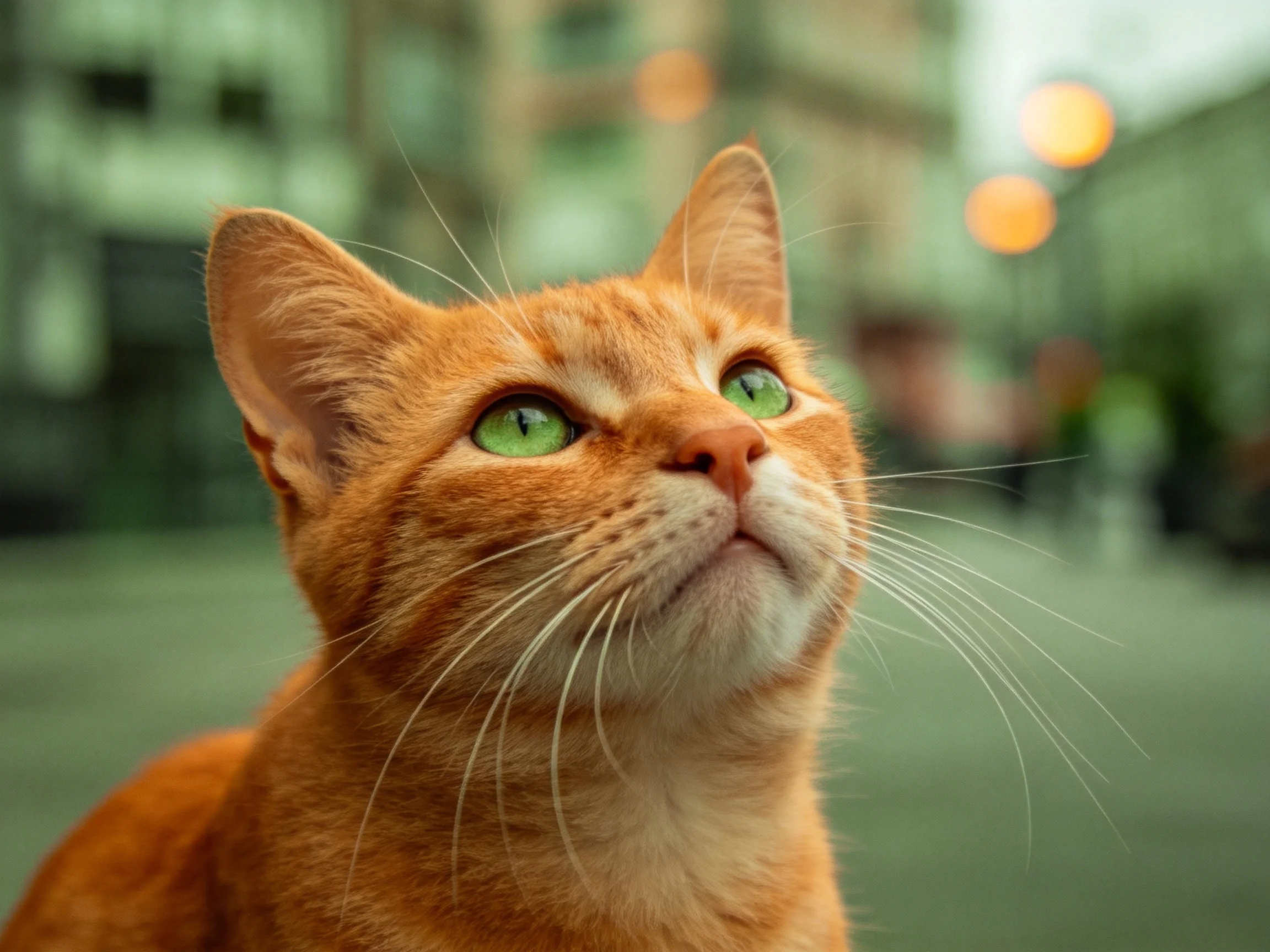 A close - up of an orange tabby cat with green eyes gazes upward.