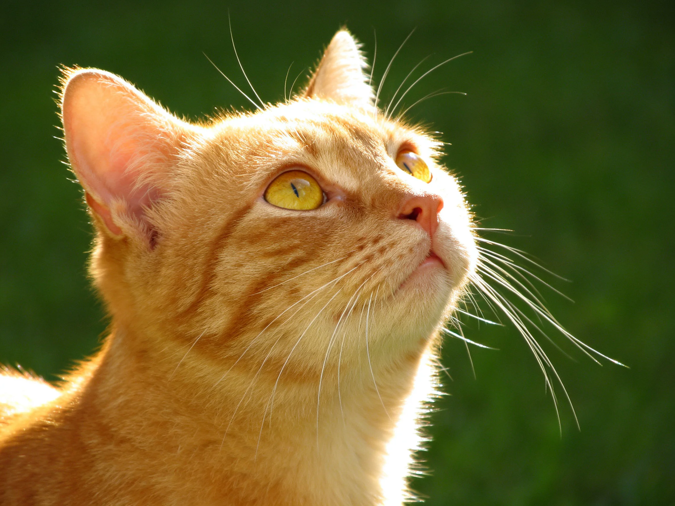 An orange tabby cat gazes upward in a sunlit area with a green backdrop.