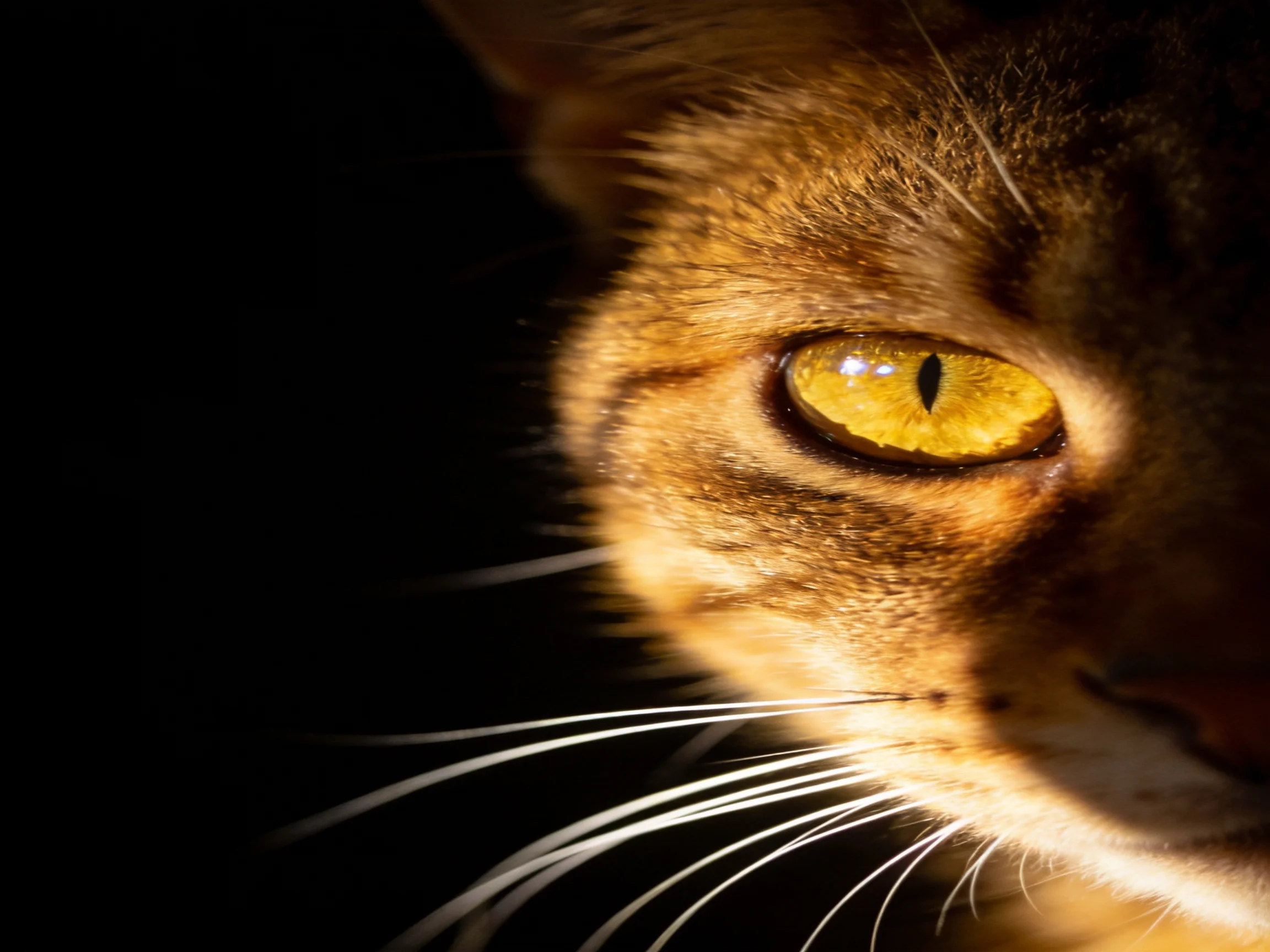 A close - up of an orange tabby cat’s face with bright yellow eyes
