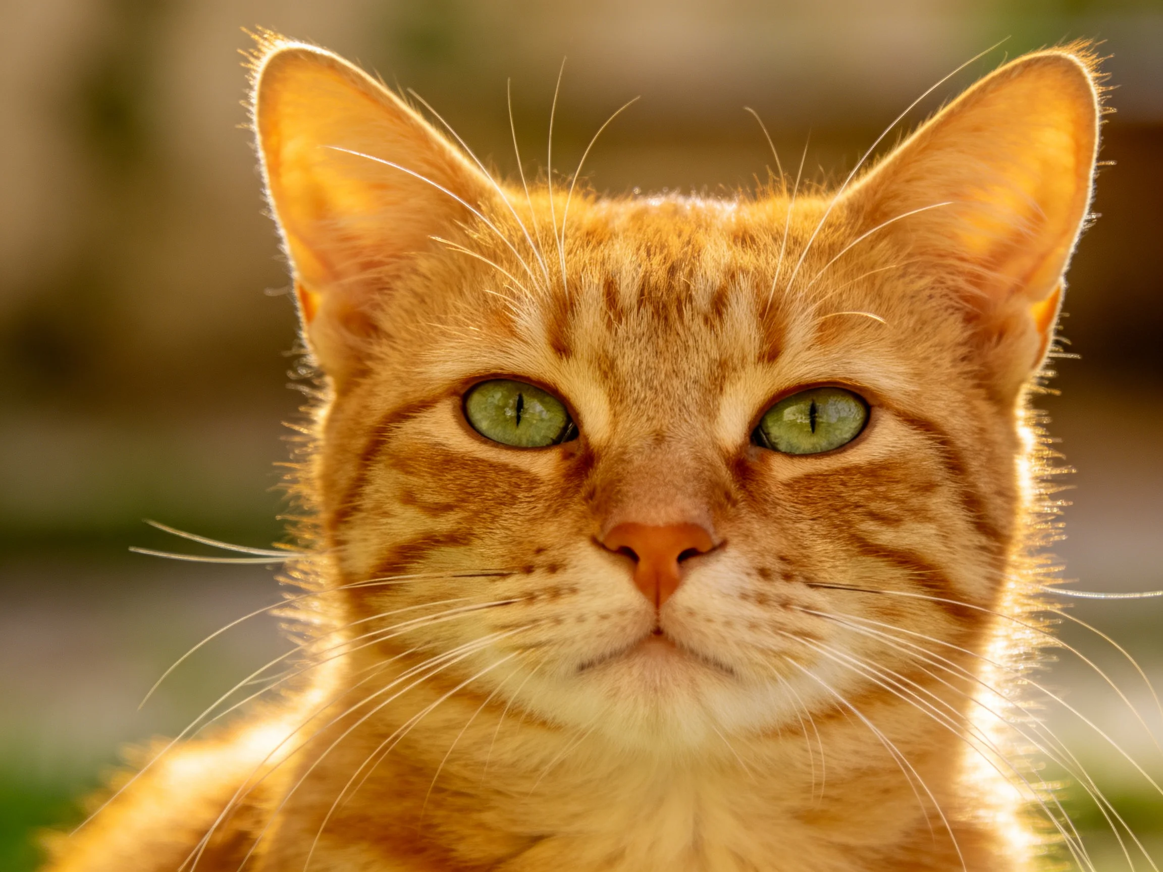 An orange tabby cat with green eyes is shown in a close - up.