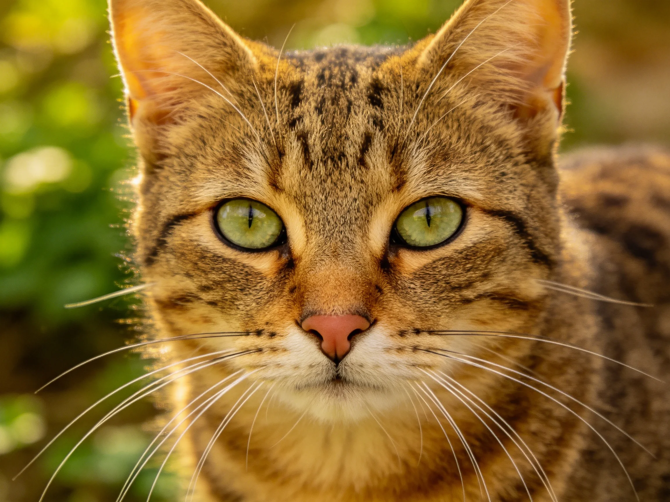 A brown tabby cat with bright green eyes is captured in a close-up photograph.