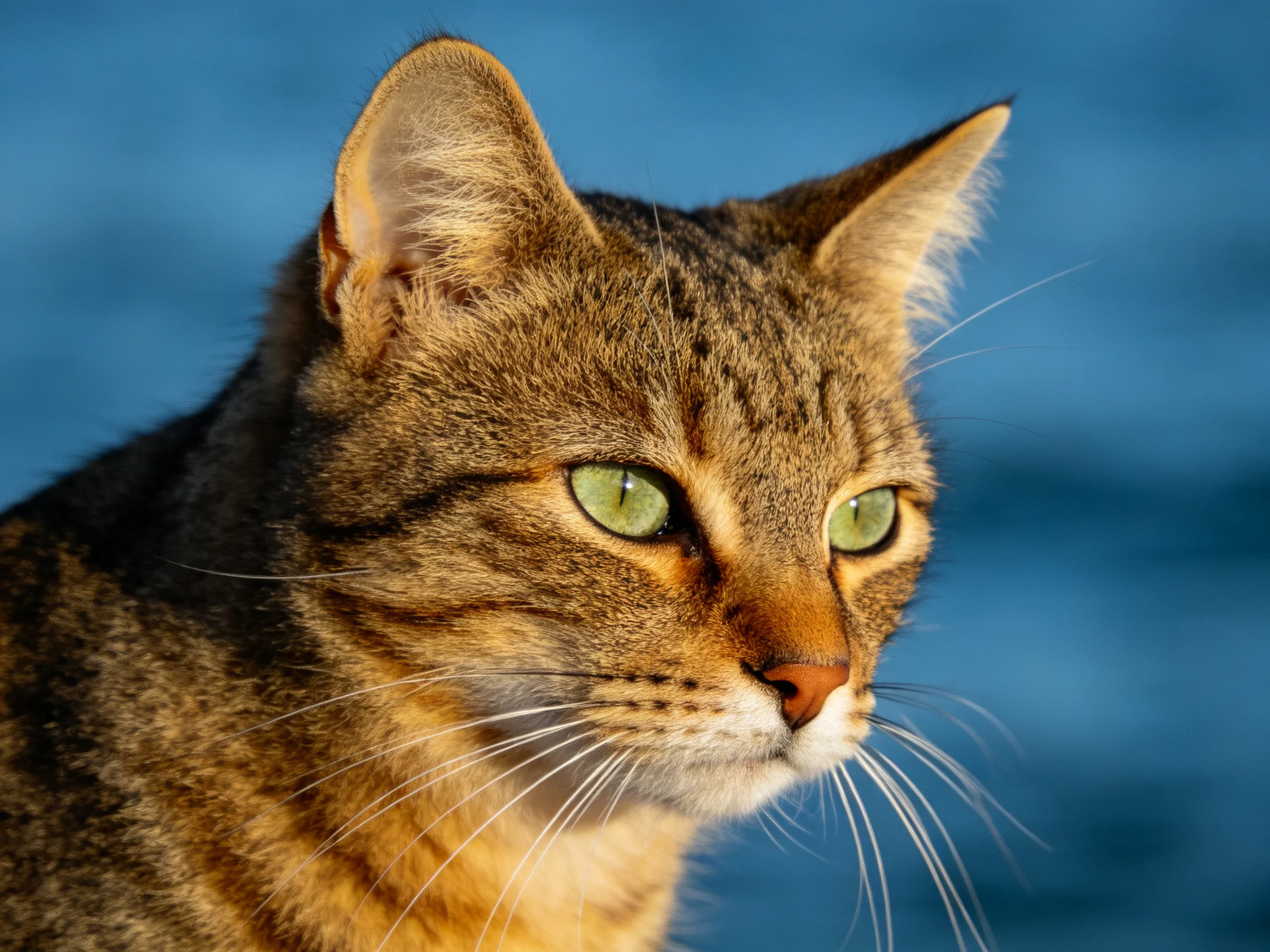 A brown tabby cat with green eyes is shown up close near a blue background