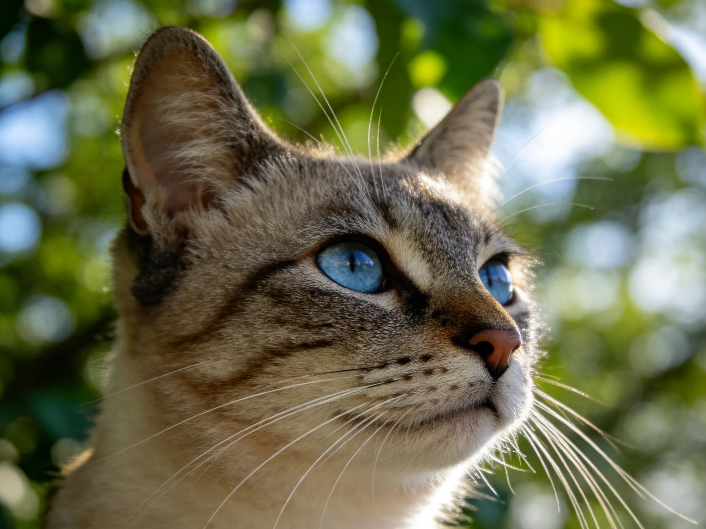 A cat with vivid blue eyes observes its surroundings outdoors.