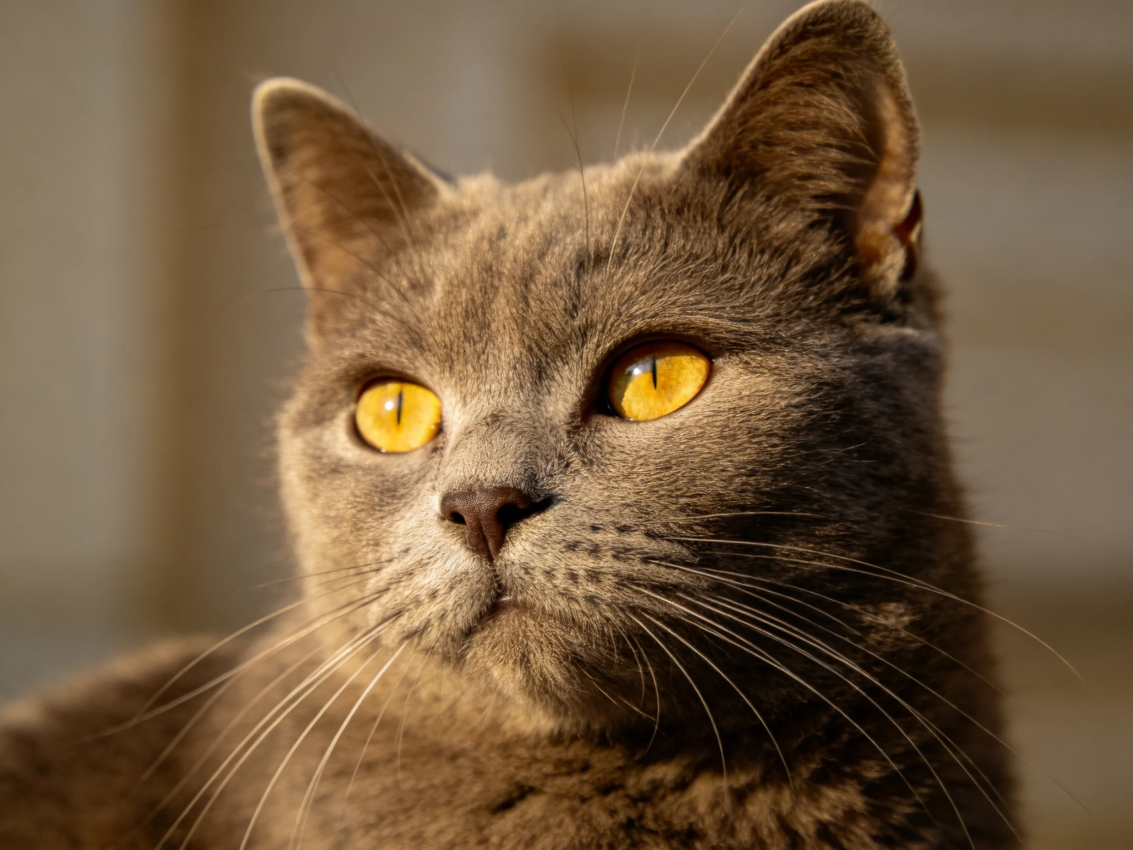 A gray cat with bright yellow eyes is shown in a close-up photograph.