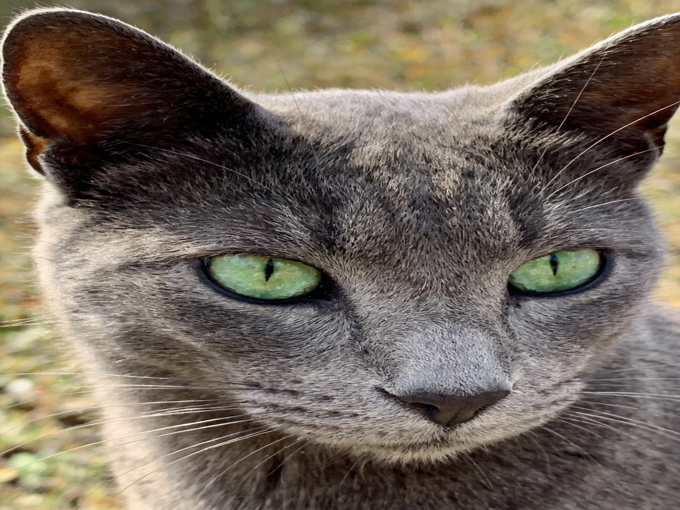A close-up of a gray cat with striking green eyes